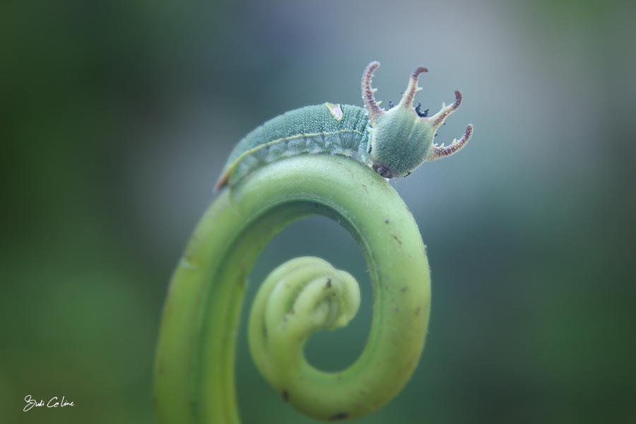 Canon EF-S 18-55mm F3.5-5.6 sample photo. Little dragon photography