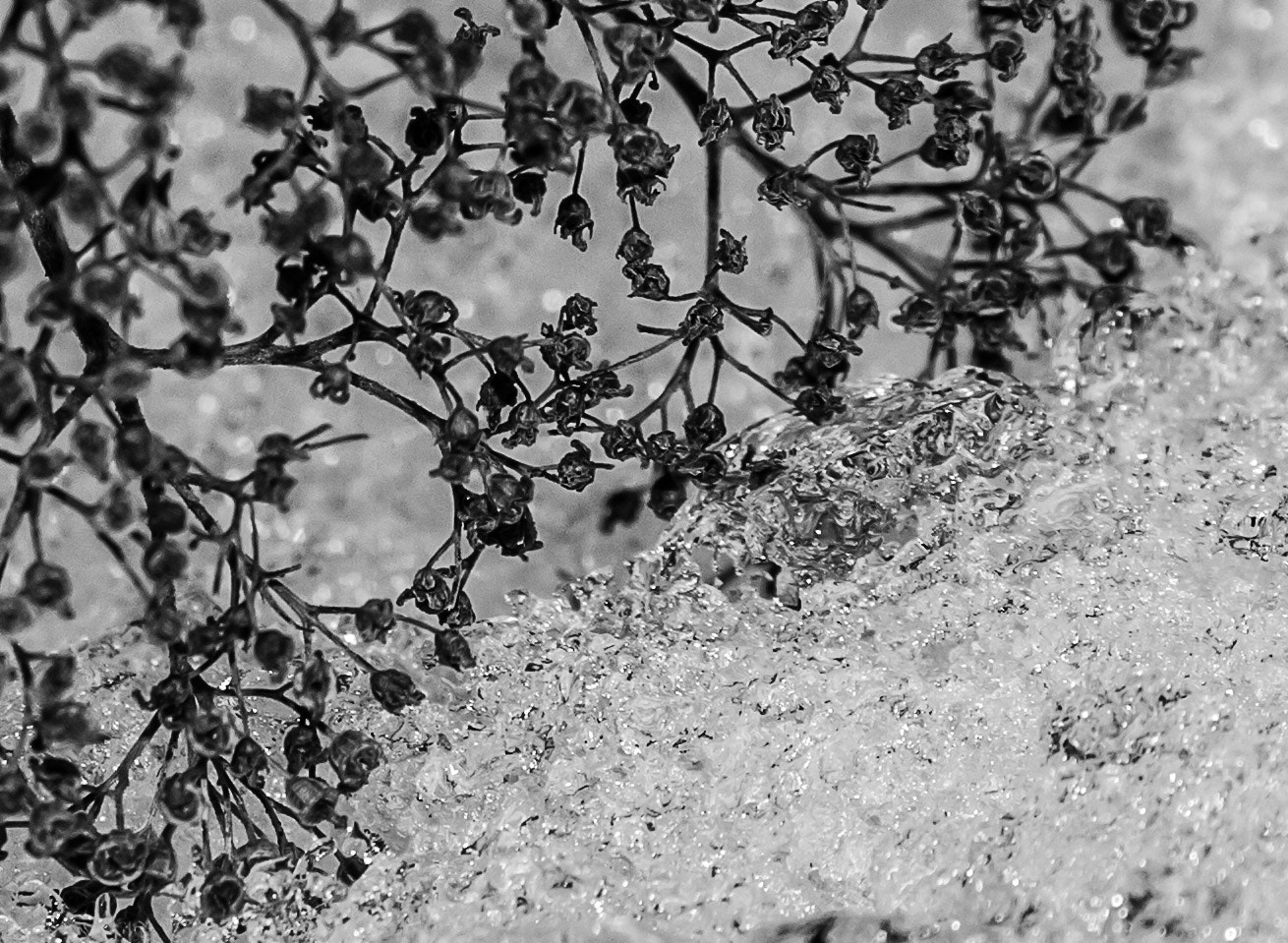 Canon EF 100-400mm F4.5-5.6L IS II USM sample photo. Fw2 photography