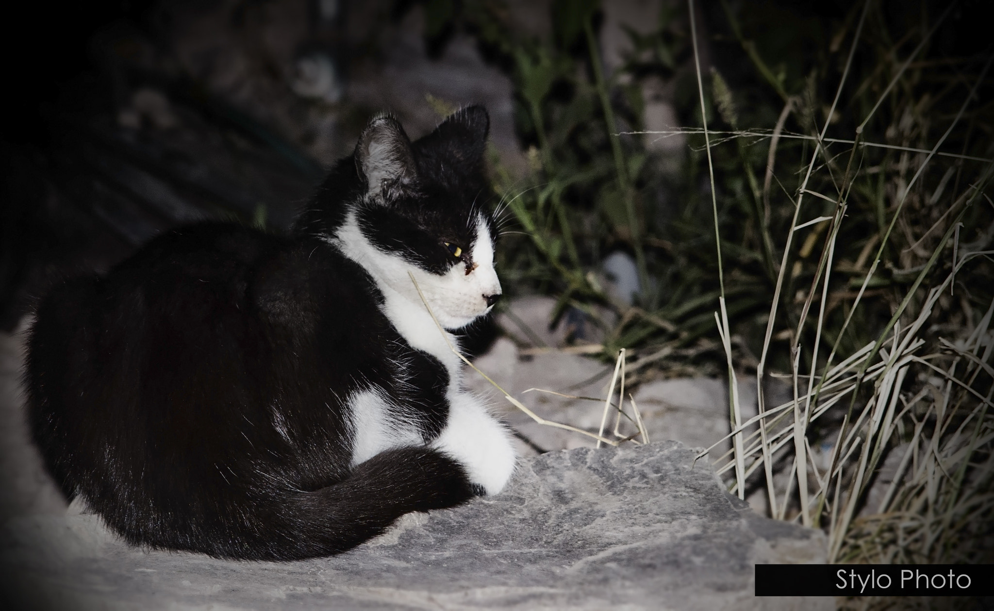AF Zoom-Nikkor 35-135mm f/3.5-4.5 N sample photo. Cat photography