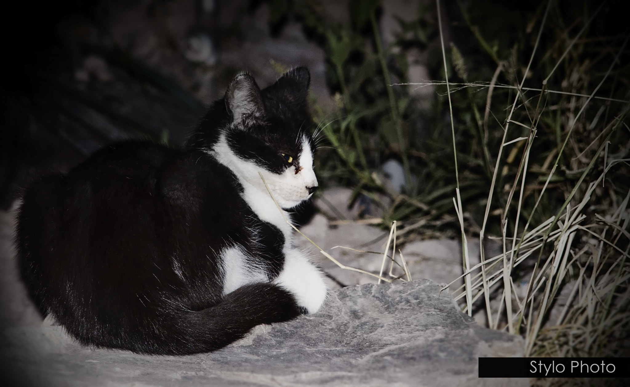 Nikon D5100 + AF Zoom-Nikkor 35-135mm f/3.5-4.5 N sample photo. Cat photography