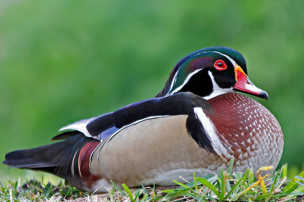Wood Duck Birds of Georgia: Top 10 Most Common Birds Found in Georgia: A Guide for Birdwatchers