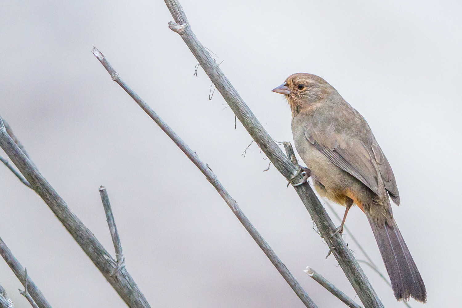 Canon EF 200-400mm F4L IS USM Extender 1.4x sample photo. California towhee photography