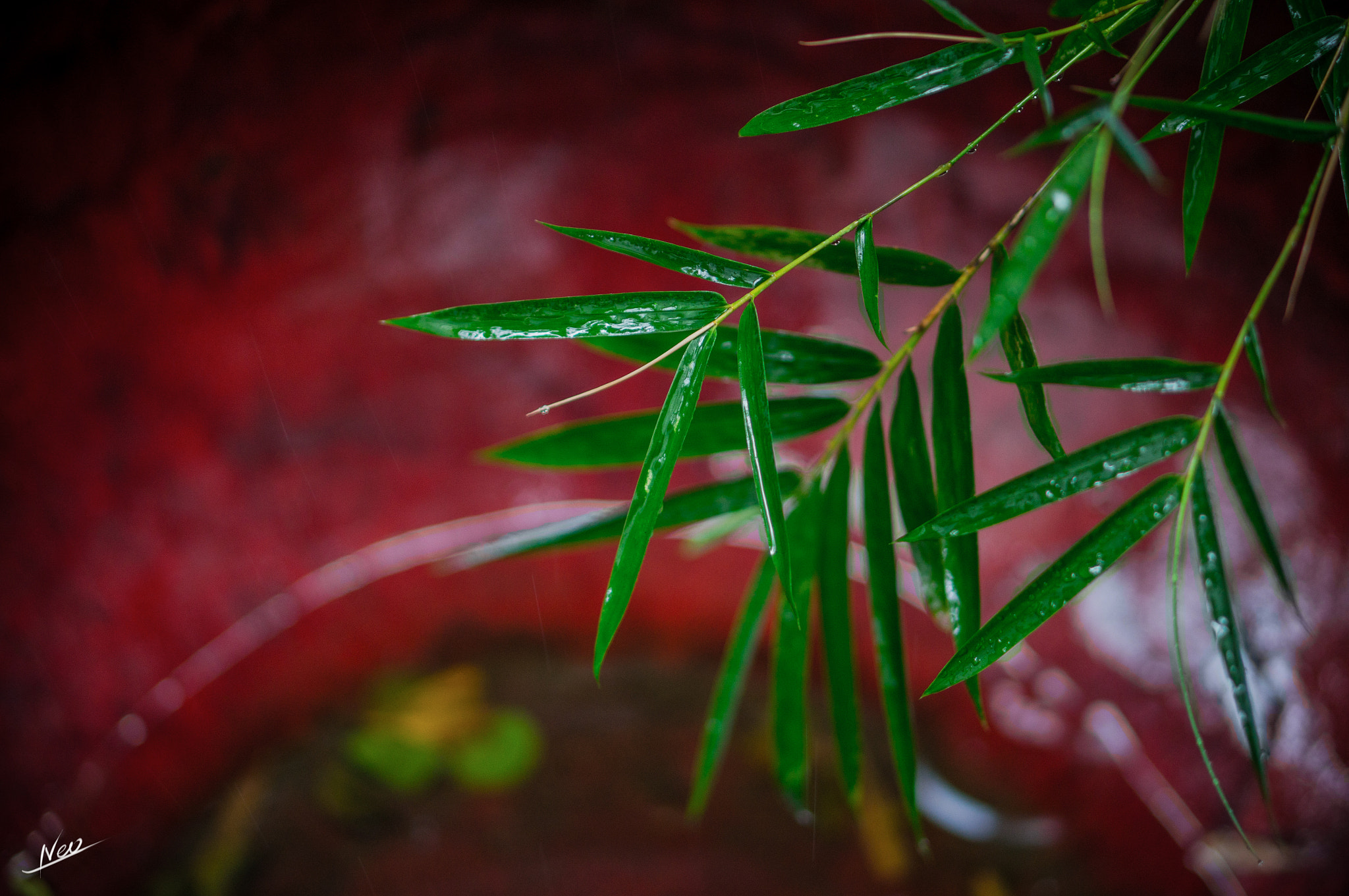 Sony Alpha NEX-5T + E 50mm F1.8 OSS sample photo. Bamboo photography