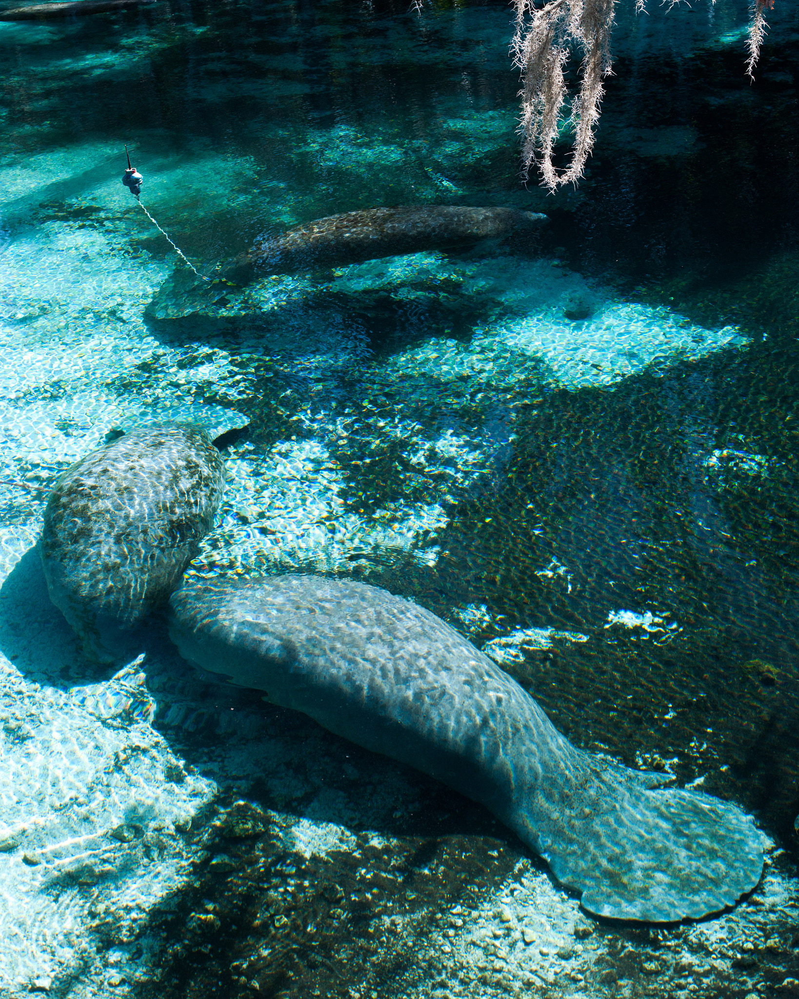 Nikon D3X + Nikon AF-S Nikkor 50mm F1.4G sample photo. Manatees at rest photography