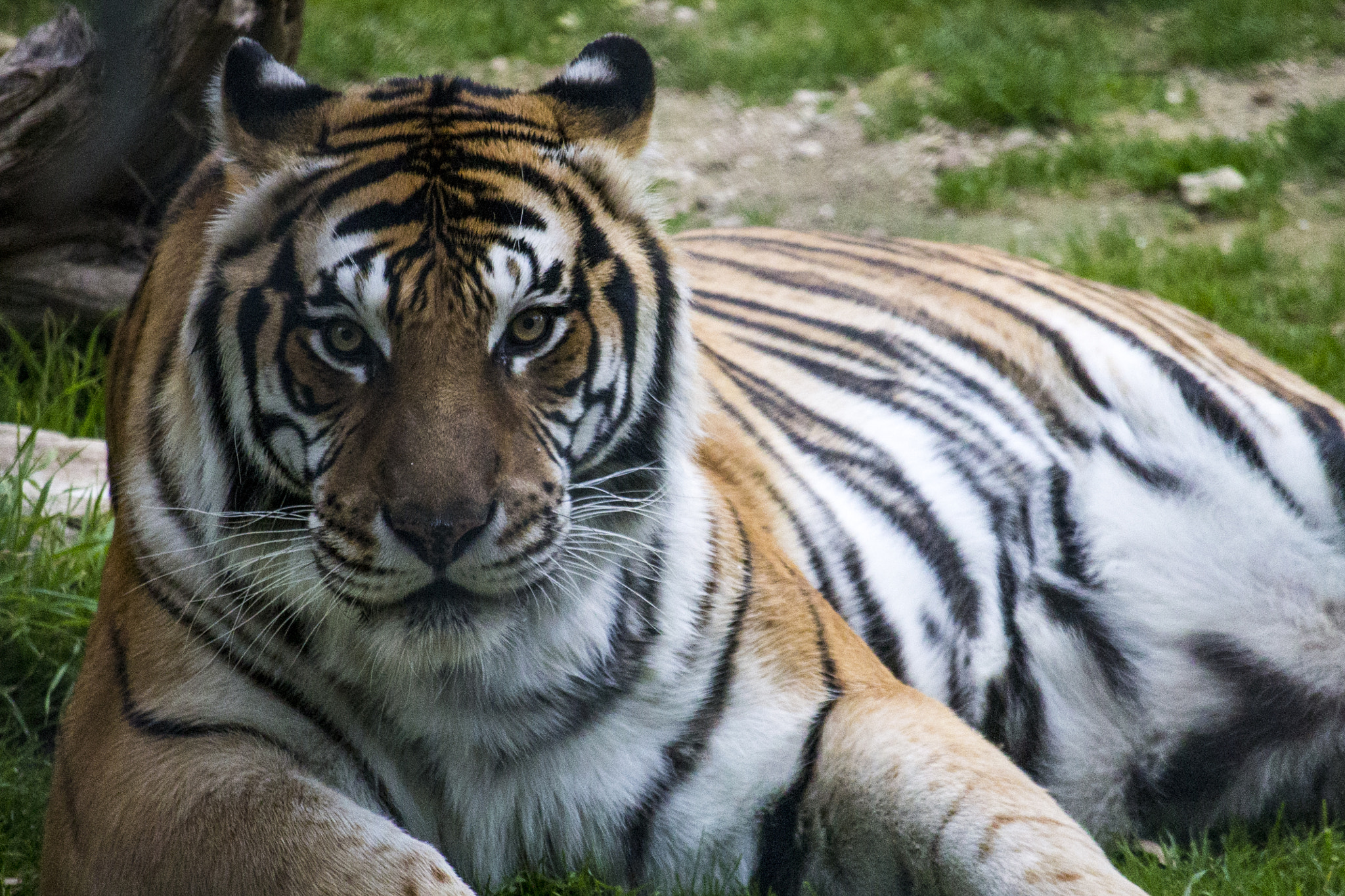 Canon EF-S 55-250mm F4-5.6 IS STM sample photo. Taking a load off photography