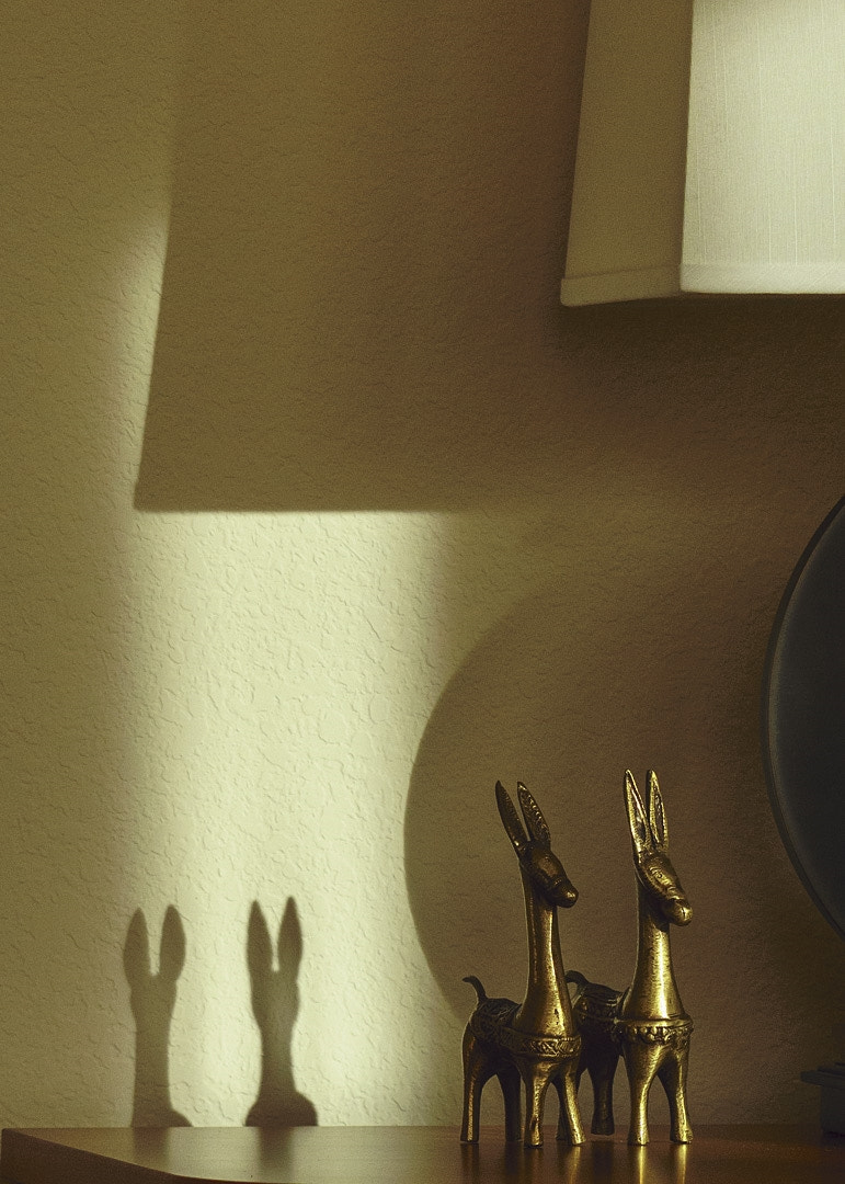 Canon EF-S 55-250mm F4-5.6 IS STM sample photo. Evening shadows photography