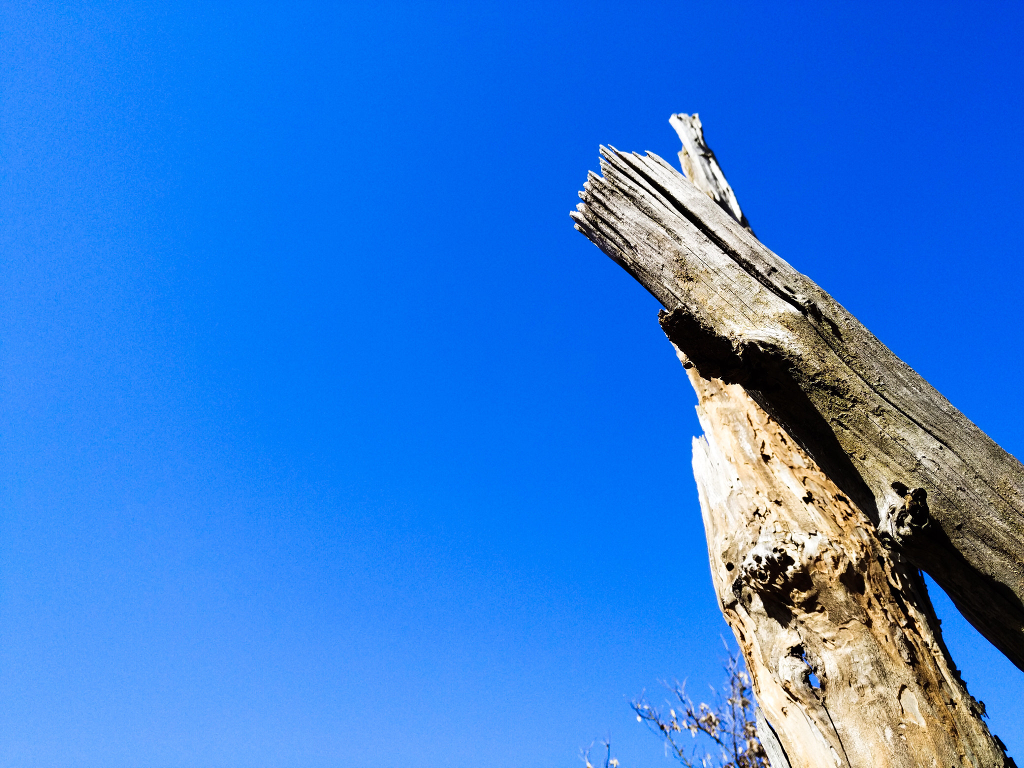Xiaomi MI NOTE Pro sample photo. Dead standing tree photography