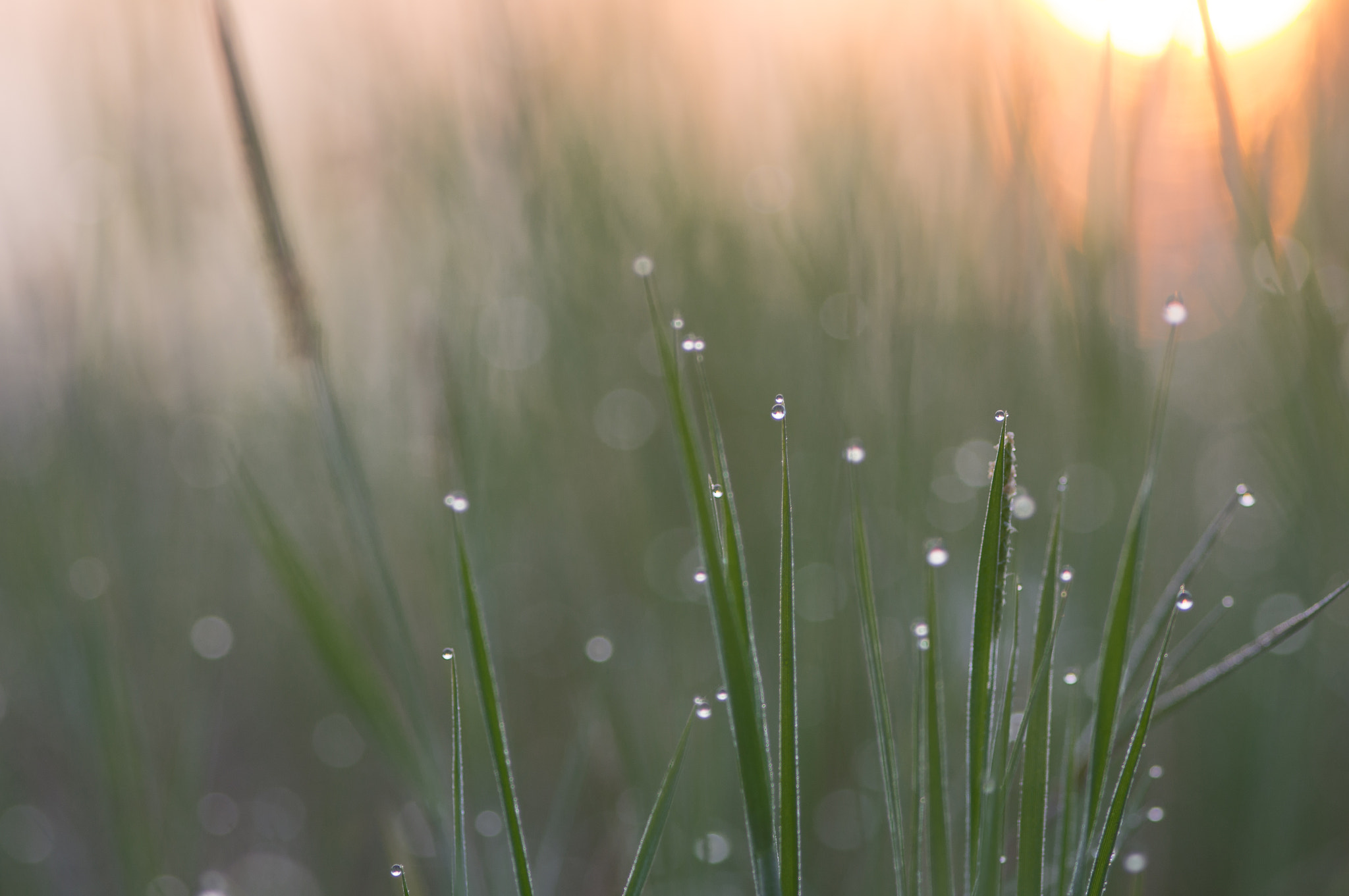 Sony Alpha DSLR-A580 + Sigma AF 105mm F2.8 EX [DG] Macro sample photo. Dew photography
