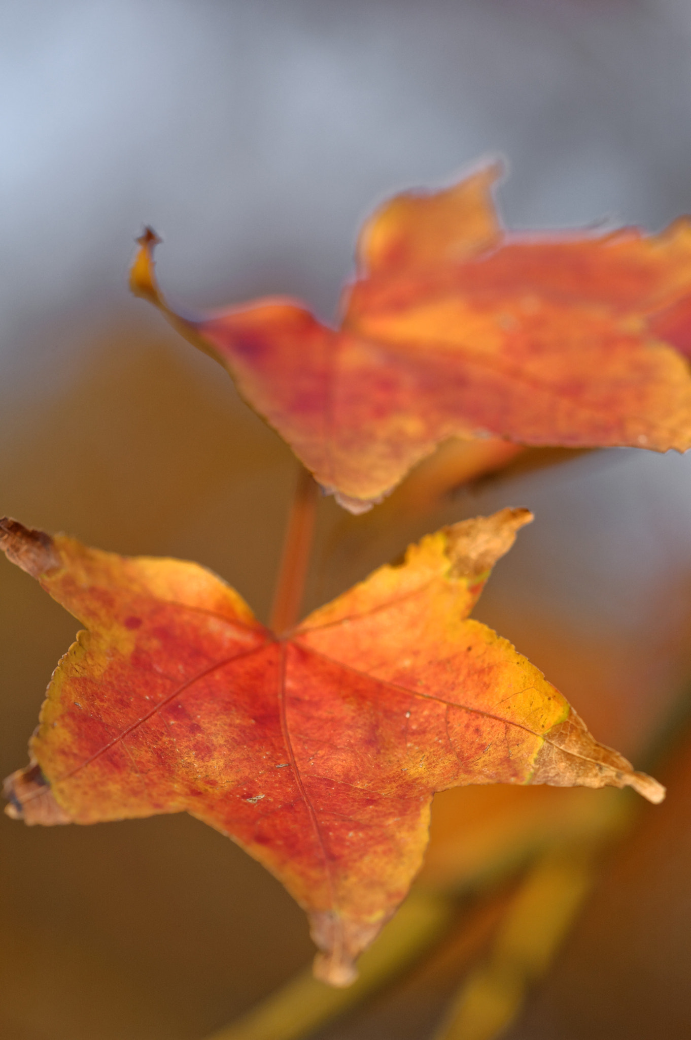 Sigma 150mm F2.8 EX DG Macro HSM sample photo. Miss the autumn photography