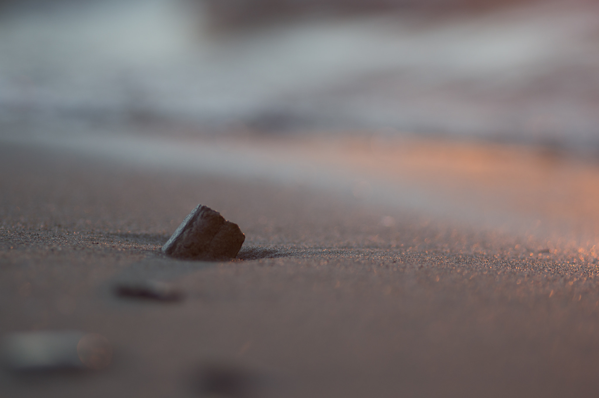 Sony Alpha DSLR-A580 + Sigma AF 105mm F2.8 EX [DG] Macro sample photo. In the last rays photography
