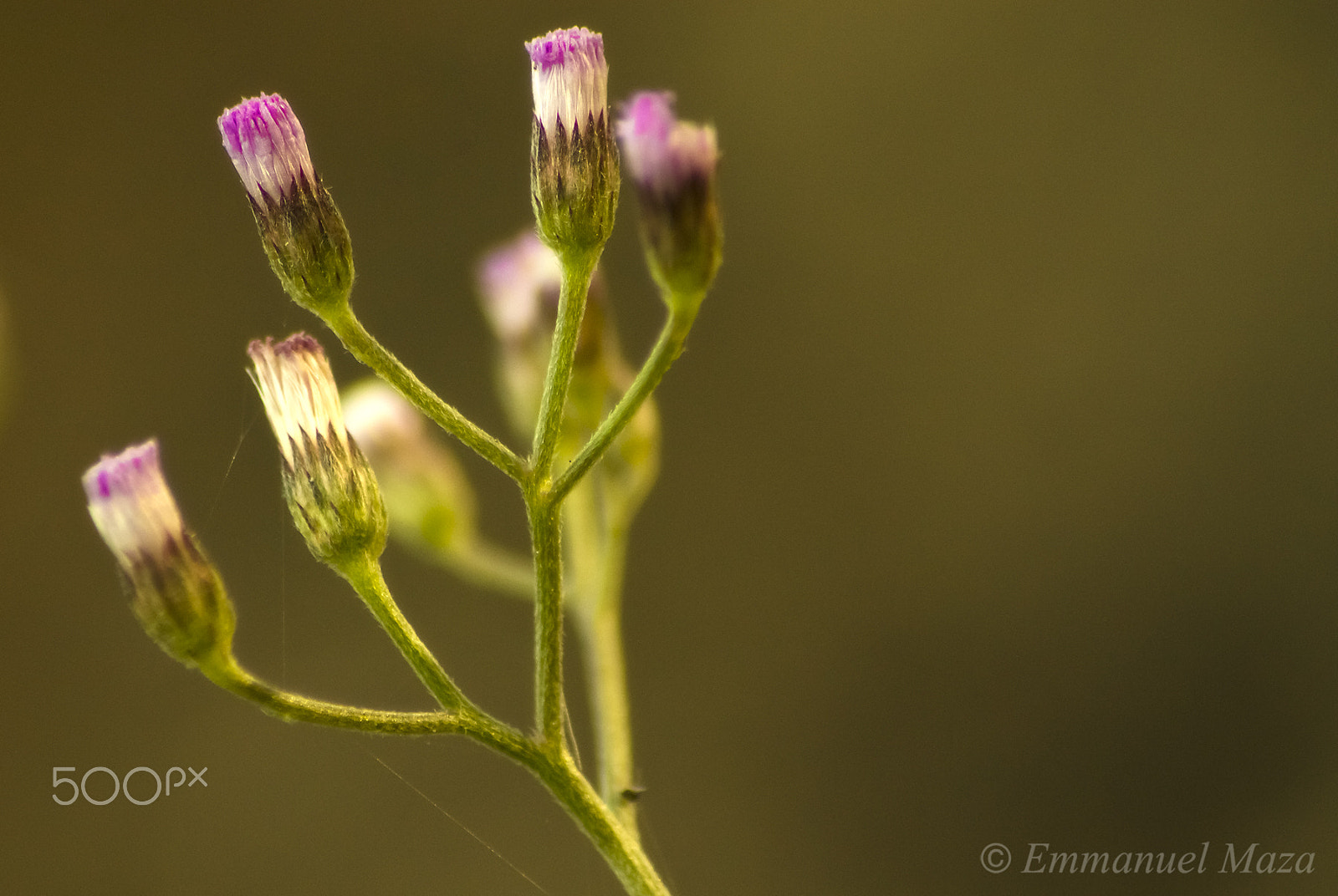 Sigma 70-300mm F4-5.6 APO DG Macro sample photo. Flor silvestre photography