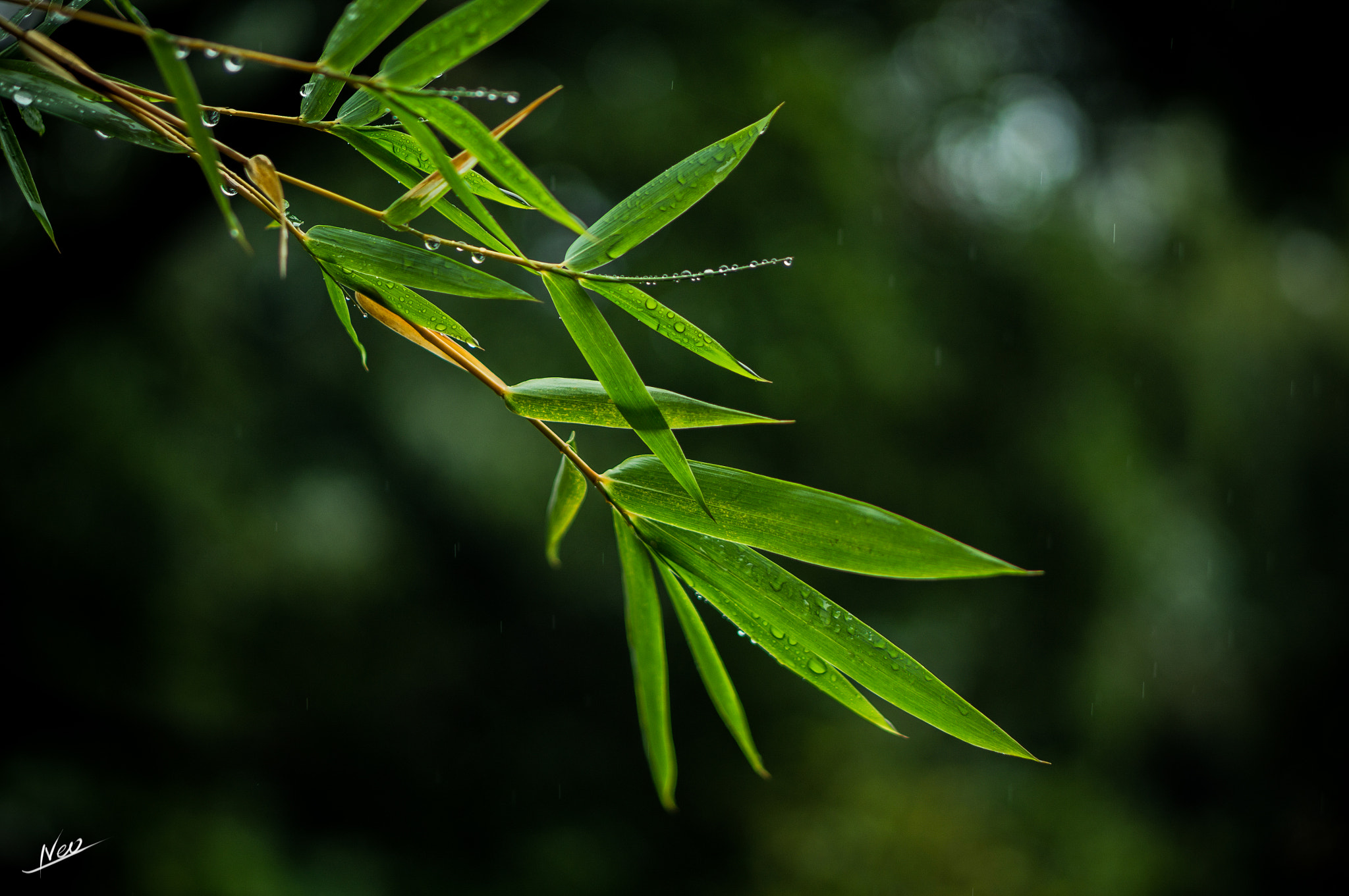 Sony Alpha NEX-5T + E 50mm F1.8 OSS sample photo. Bamboo photography