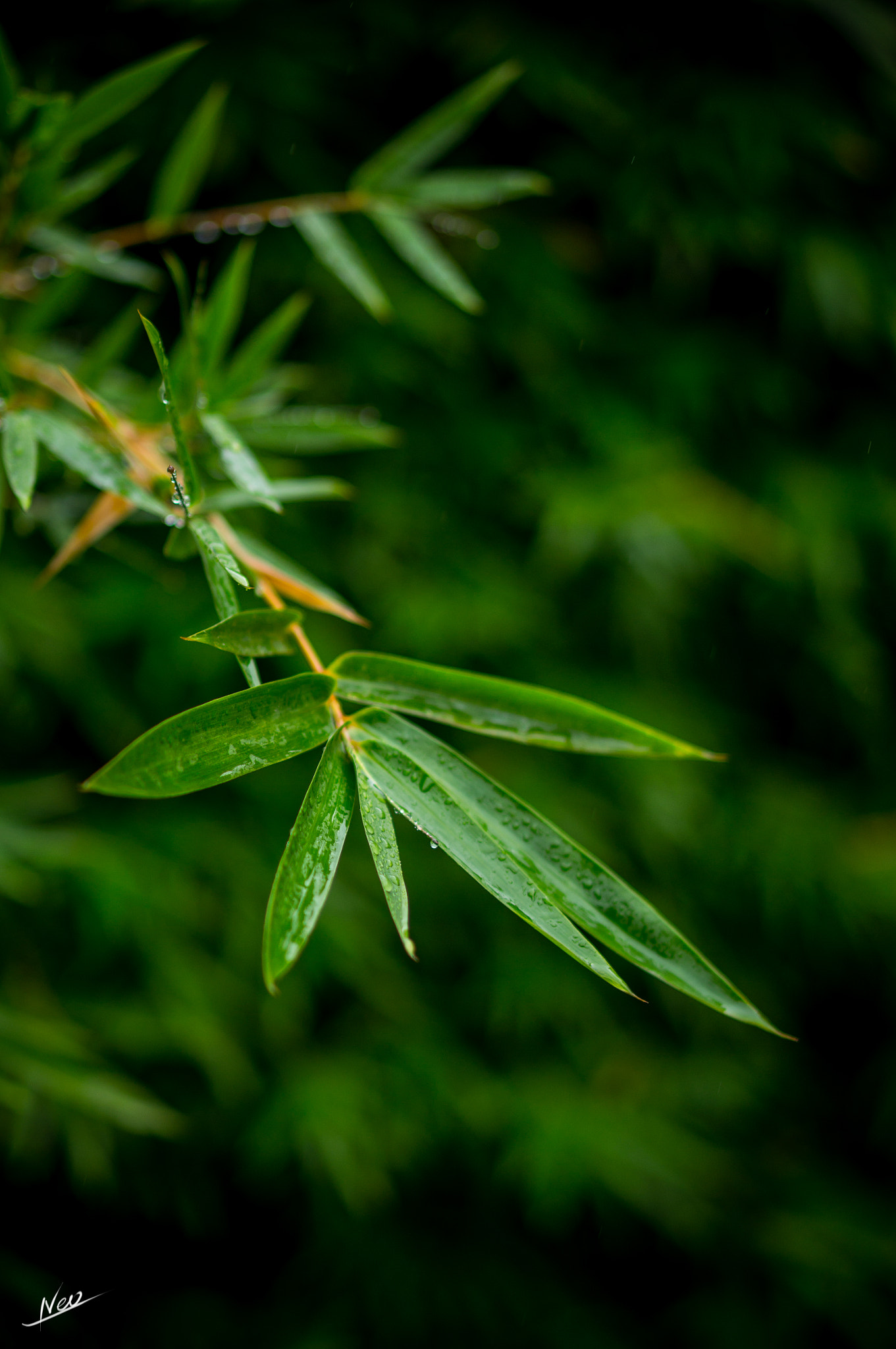 Sony Alpha NEX-5T + E 50mm F1.8 OSS sample photo. Bamboo photography