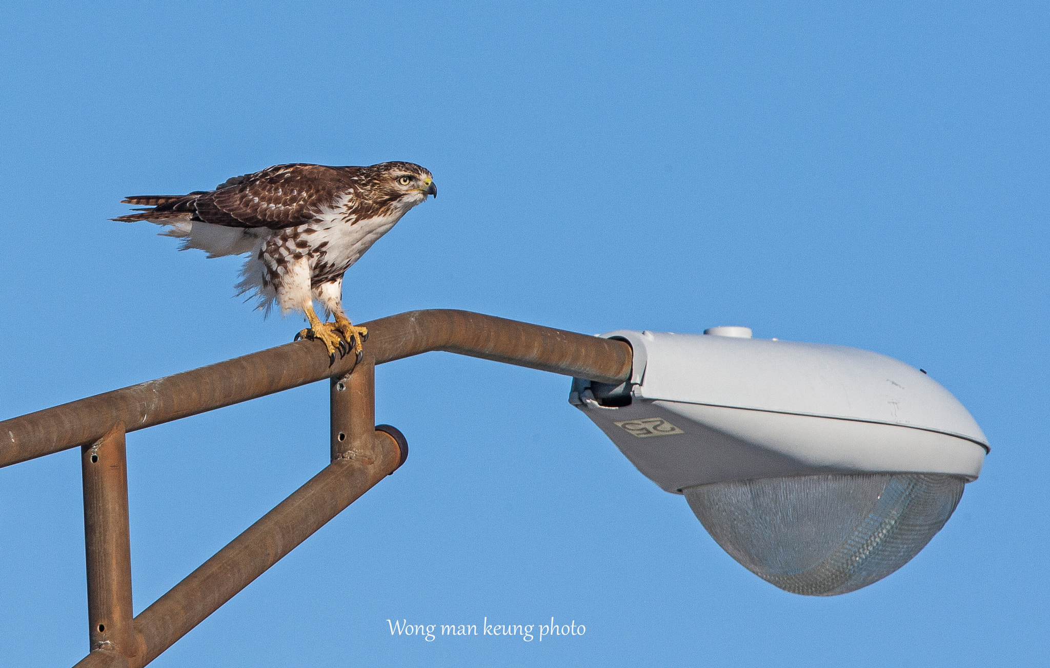 Canon EF 500mm F4L IS USM sample photo. Hawk photography