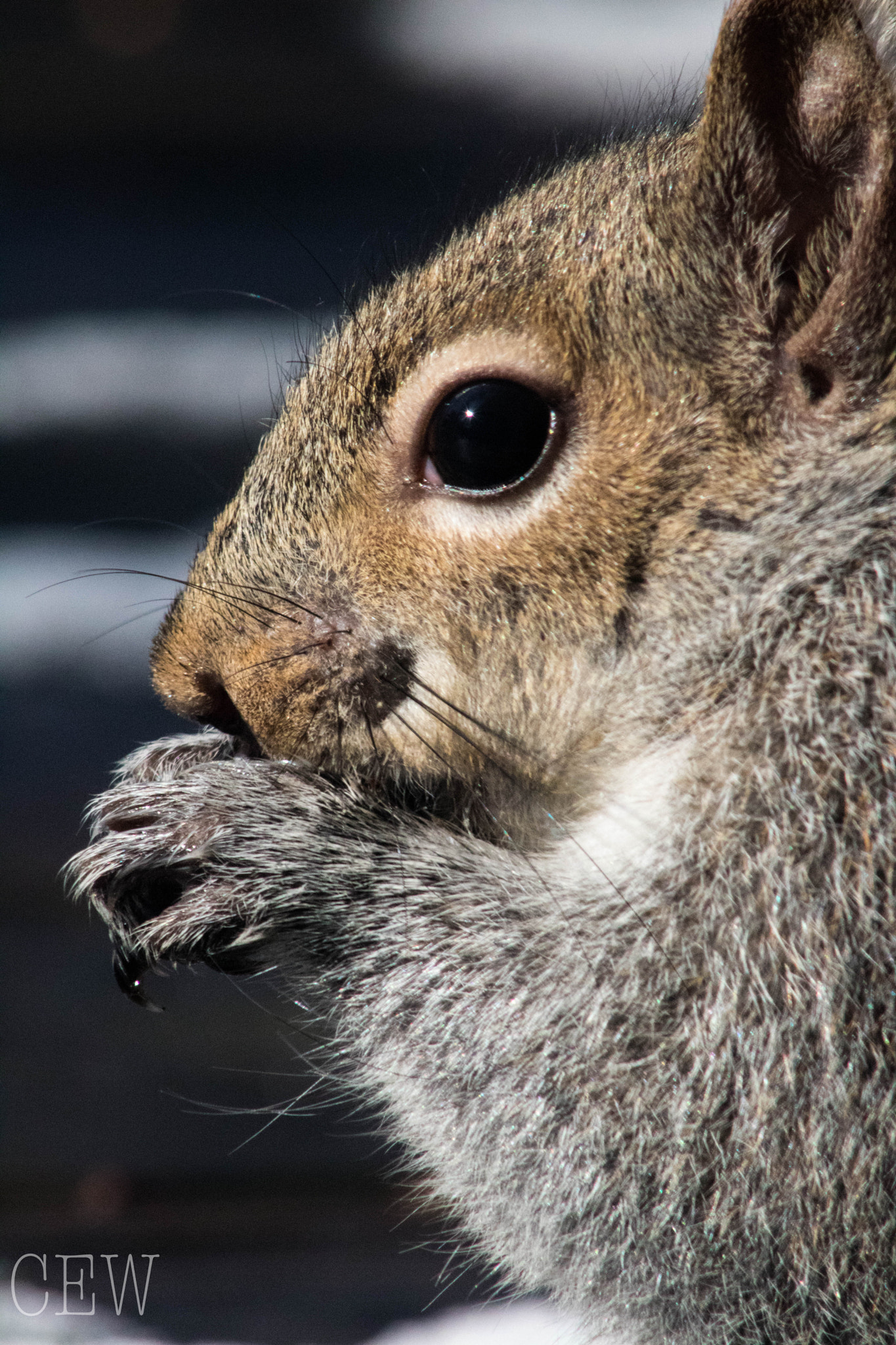 Canon EOS 760D (EOS Rebel T6s / EOS 8000D) + EF75-300mm f/4-5.6 sample photo. Afternoon snack photography