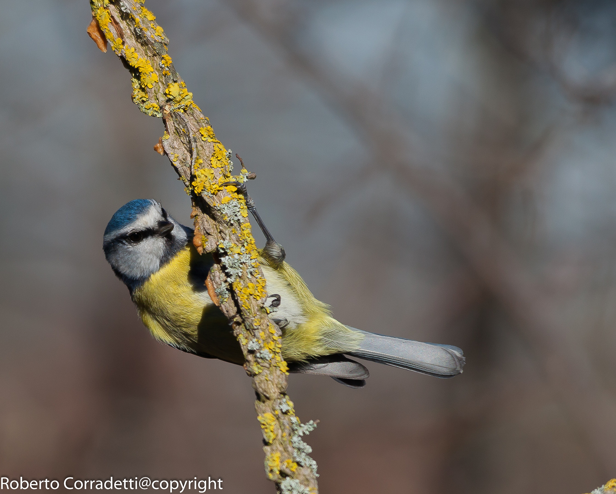 Sigma 150-500mm F5-6.3 DG OS HSM sample photo. Appesa photography