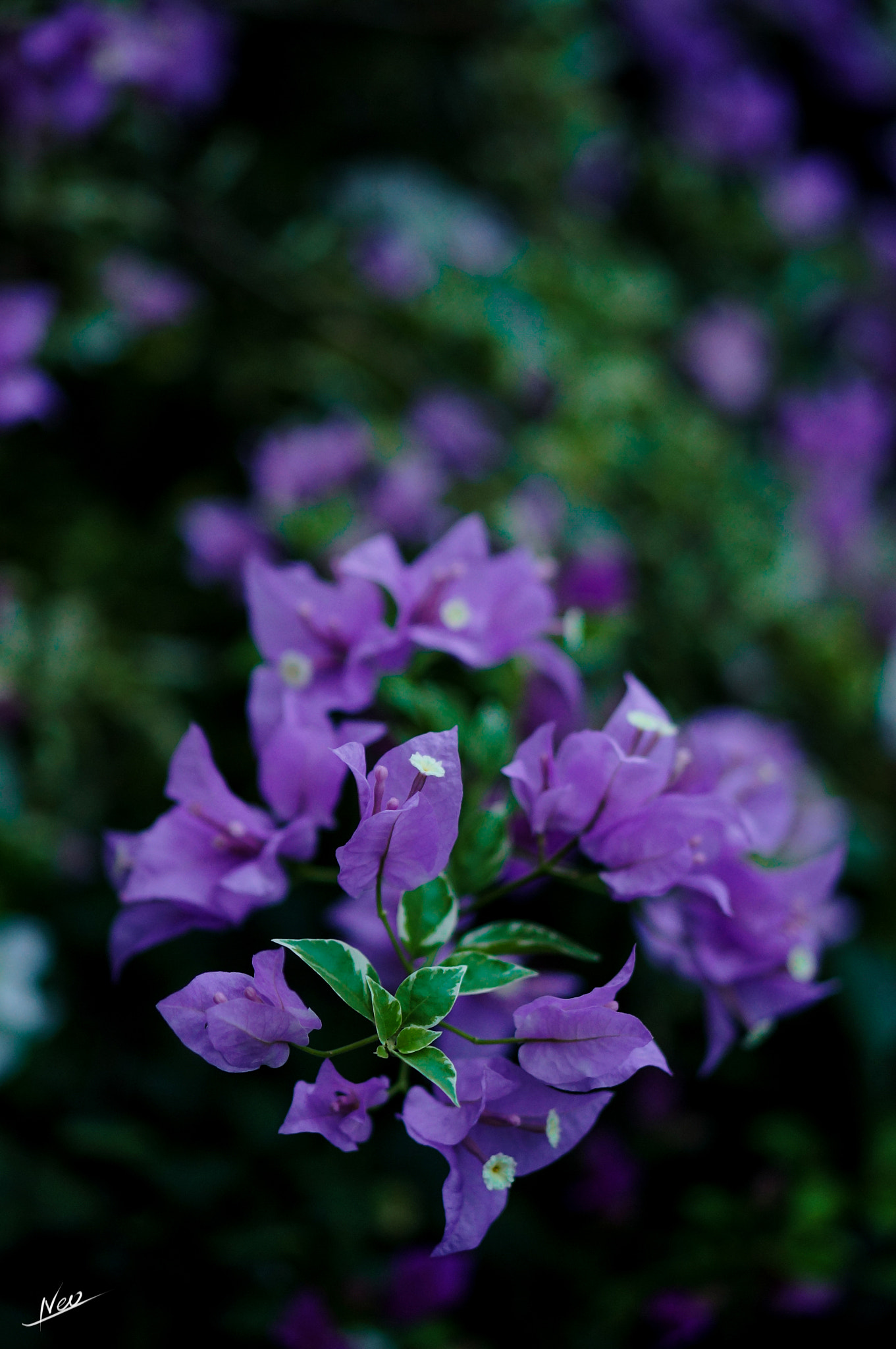 Sony Alpha NEX-5T + E 50mm F1.8 OSS sample photo. Flower photography