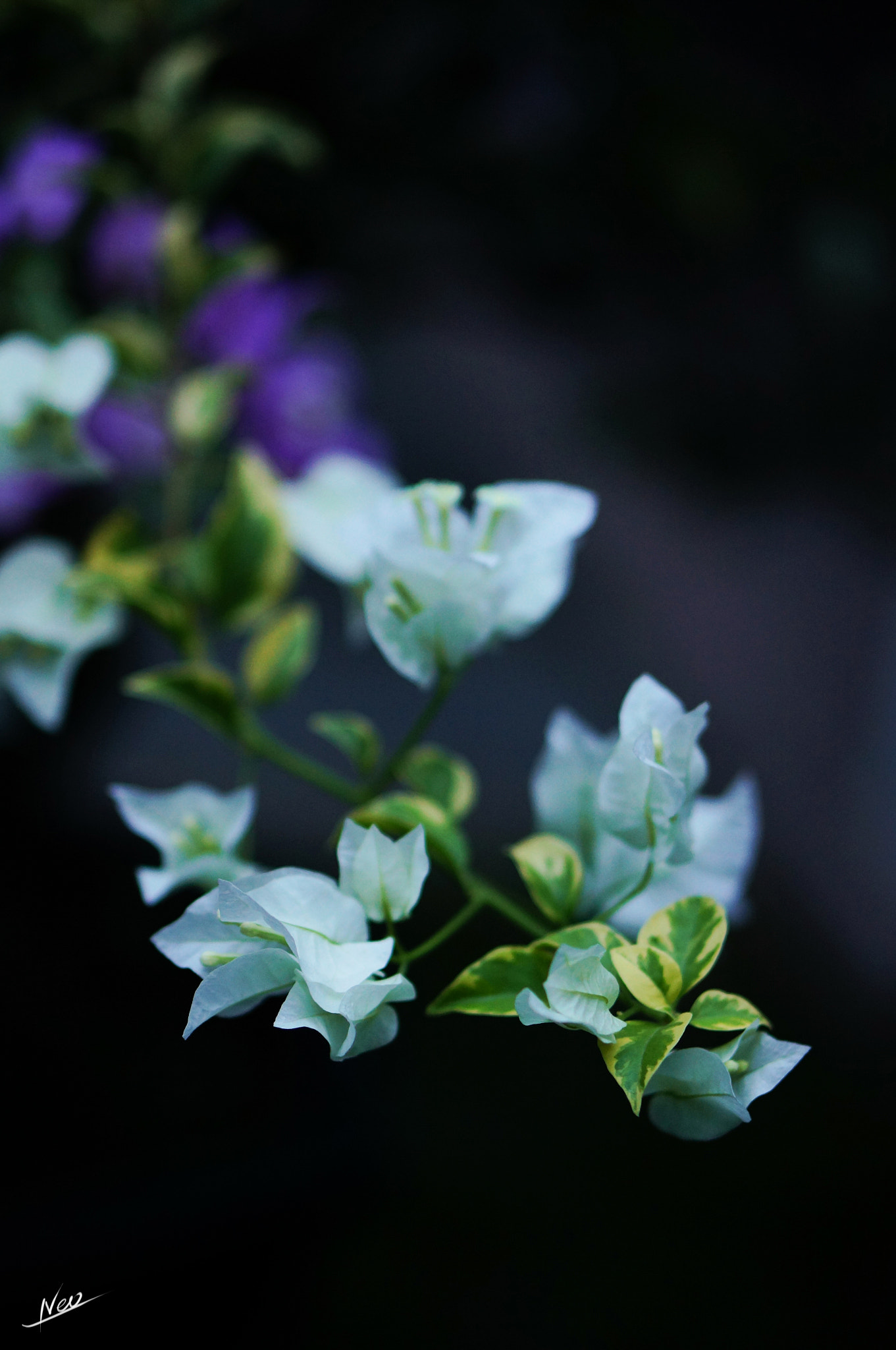 Sony Alpha NEX-5T + E 50mm F1.8 OSS sample photo. Flower photography