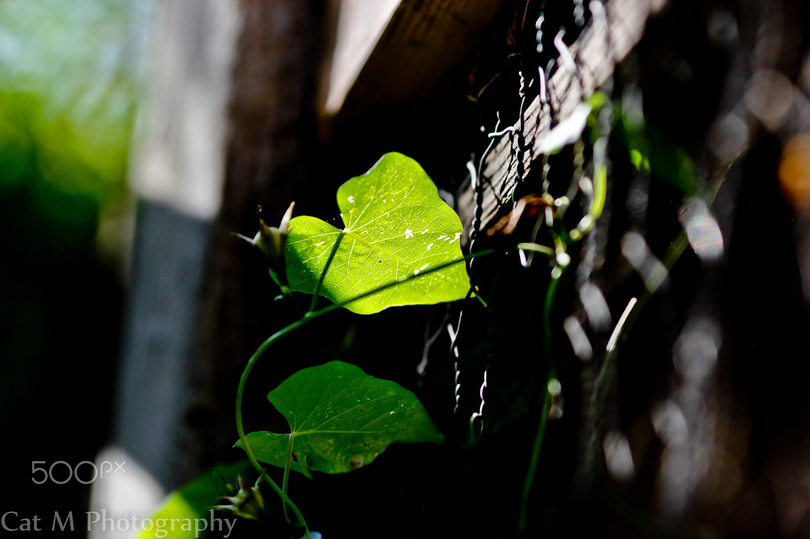 Canon EOS 600D (Rebel EOS T3i / EOS Kiss X5) + Canon EF 135mm F2L USM sample photo. Morning glory photography