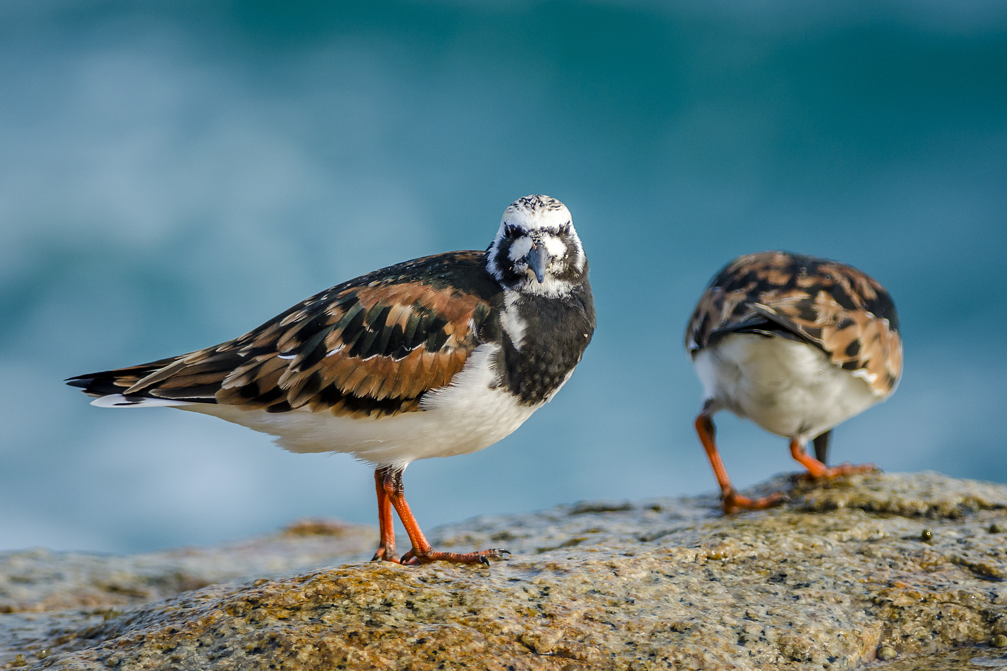 Nikon D5100 + Nikon AF-S Nikkor 300mm F4D ED-IF sample photo. Turnstone in po toi photography