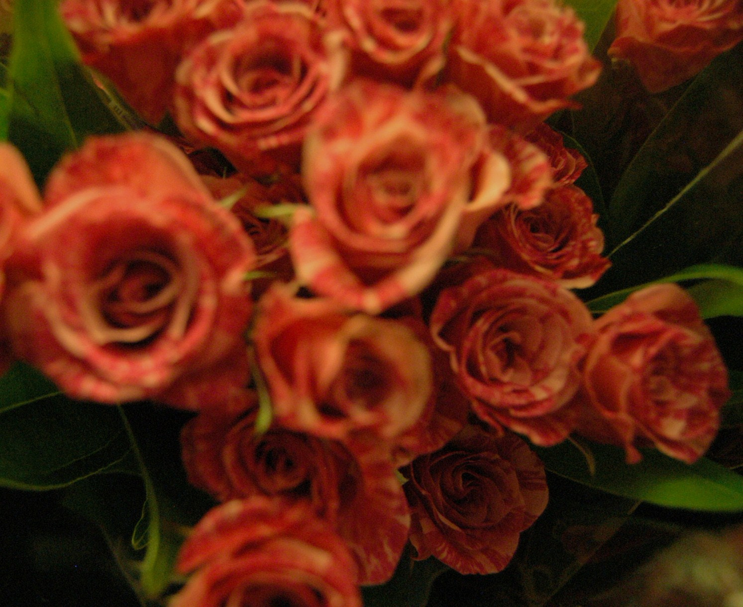 Nikon D100 sample photo. Rosejj photography