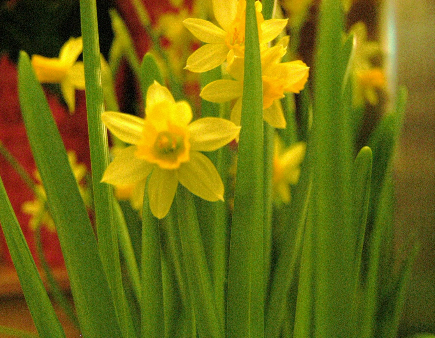 Nikon D100 sample photo. Rosejj photography