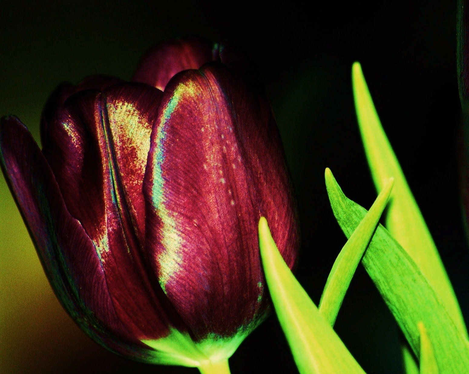 AF Zoom-Nikkor 70-300mm f/4-5.6D ED sample photo. Flowers photography