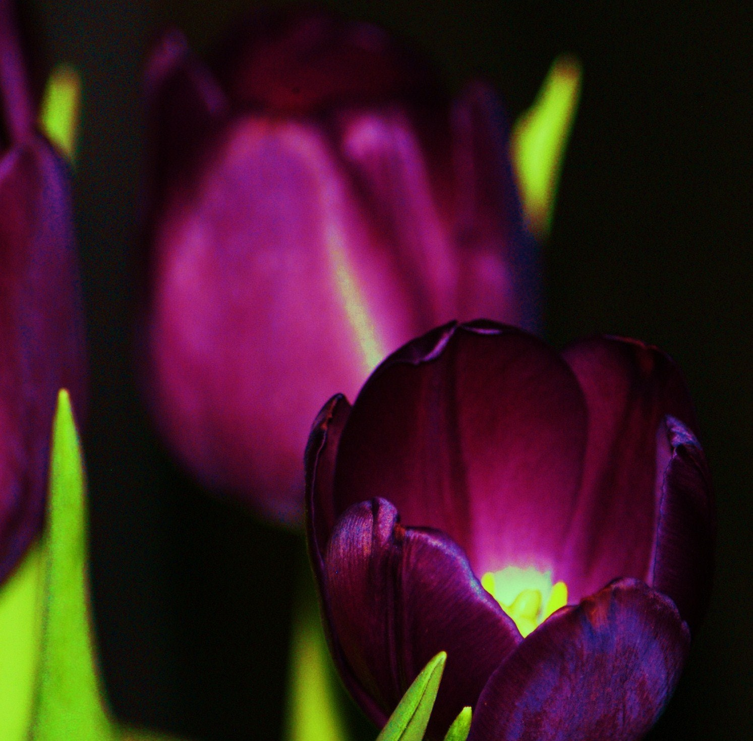 AF Zoom-Nikkor 70-300mm f/4-5.6D ED sample photo. Flowers photography