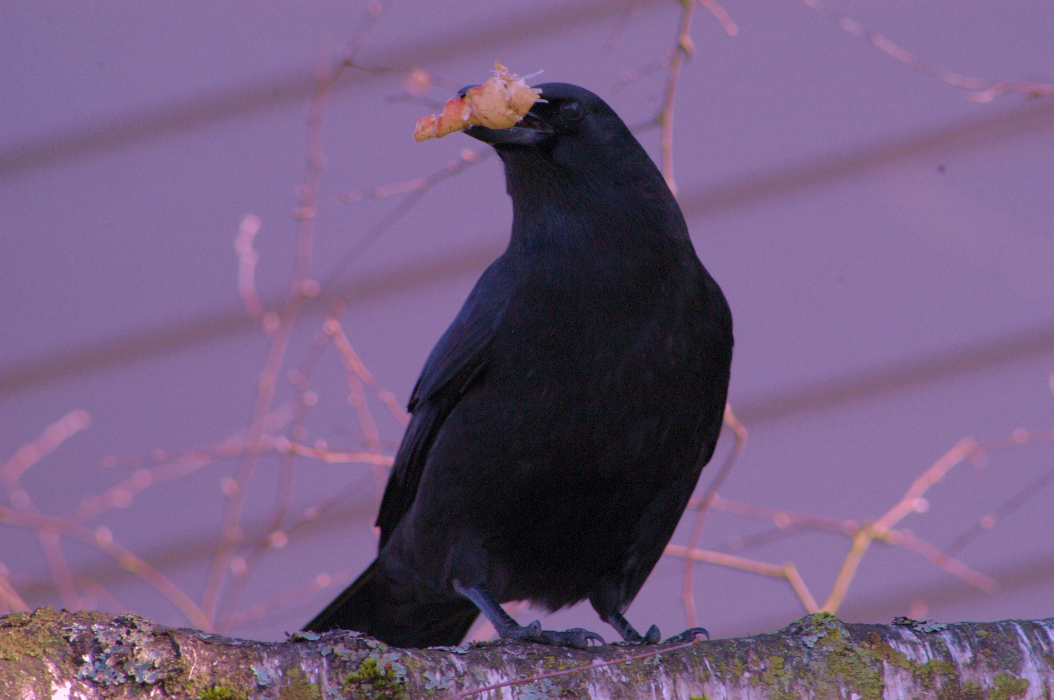 AF Zoom-Nikkor 70-300mm f/4-5.6D ED sample photo. Pauliii photography