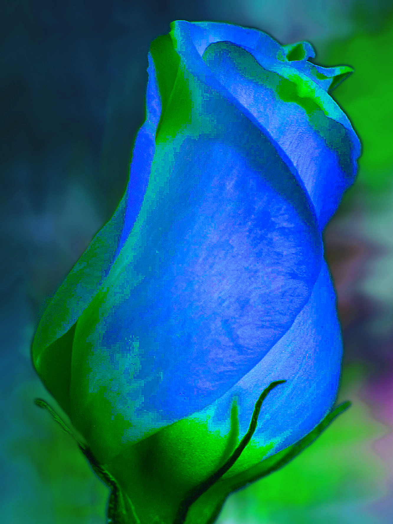 Samsung ST65 sample photo. Rose photography
