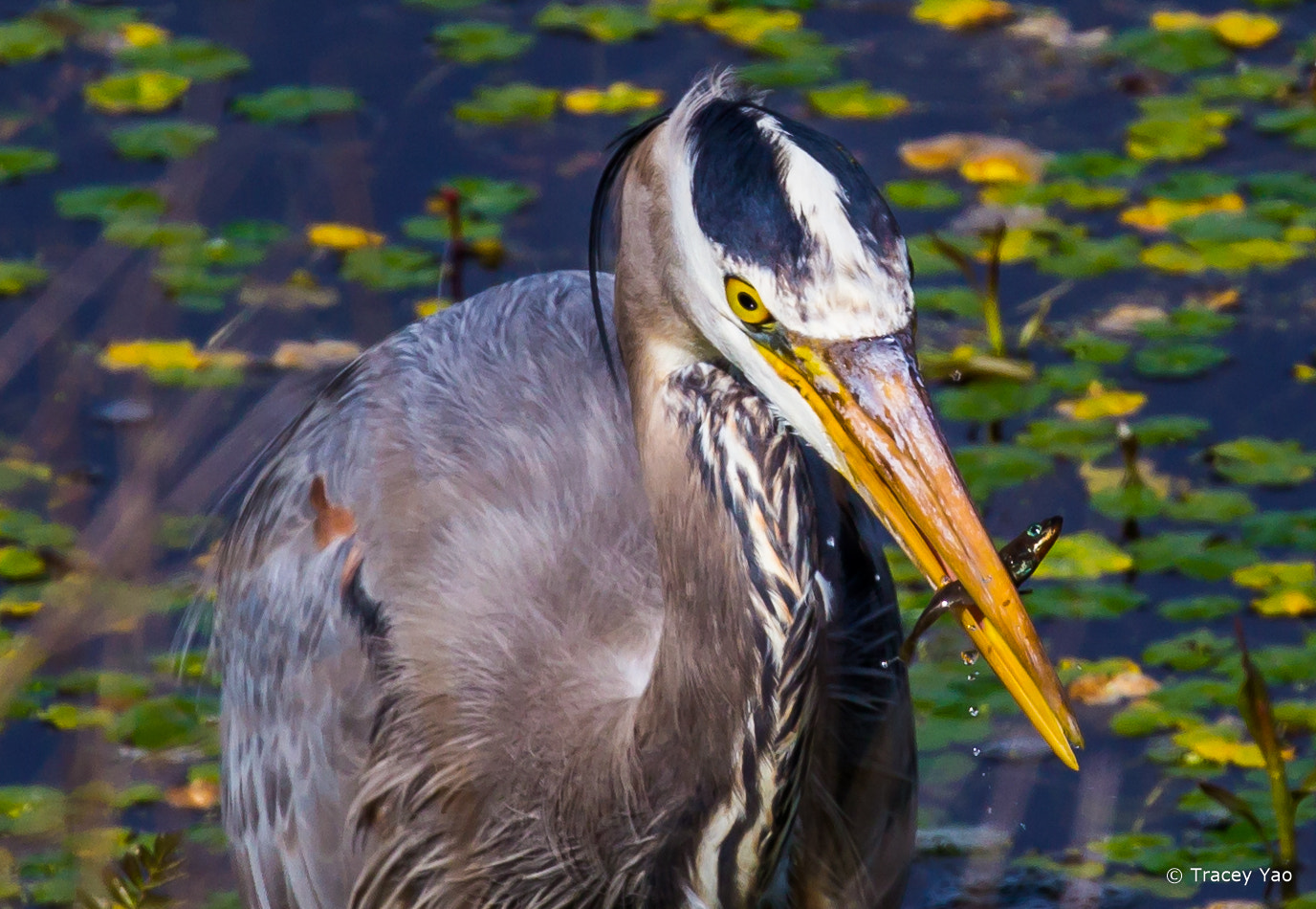 Canon EOS 60D + Canon EF 100-400mm F4.5-5.6L IS II USM sample photo. Great blue heron catches a fish photography