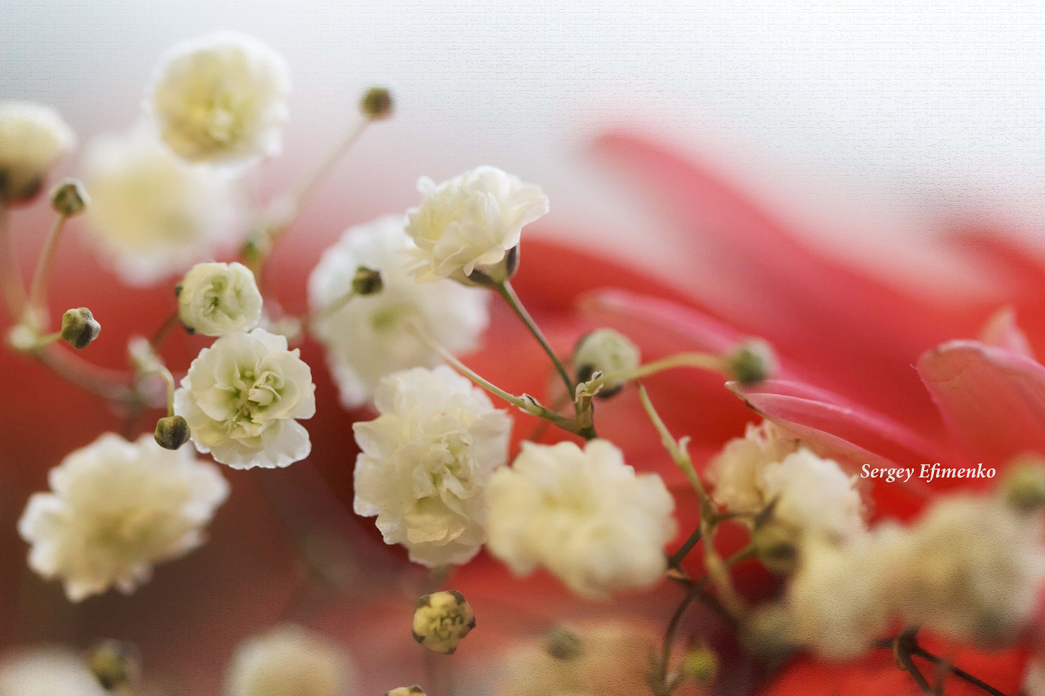 Sigma 105mm F2.8 EX DG OS HSM sample photo. The combination photography