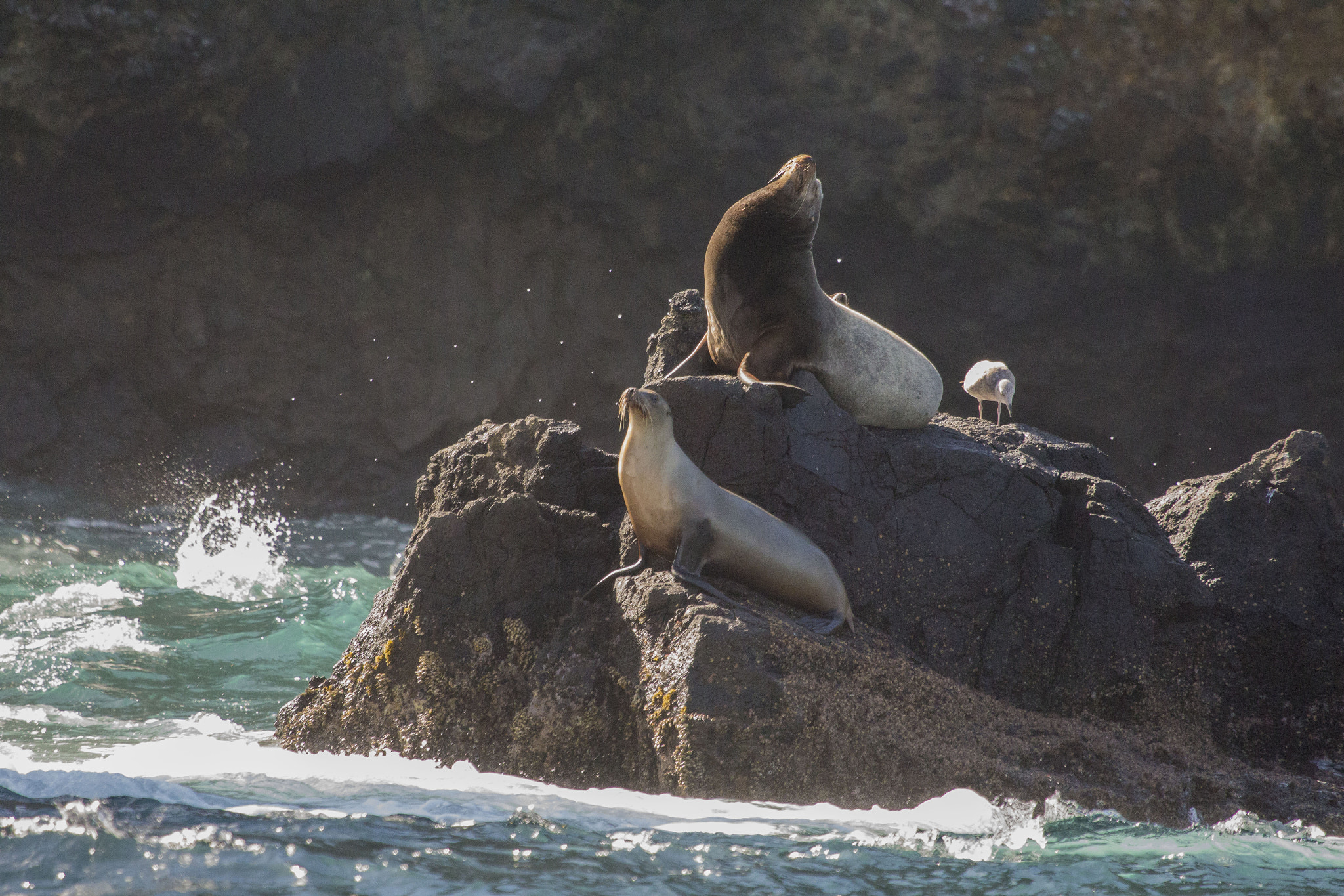 Canon EF 100-400mm F4.5-5.6L IS USM sample photo. The king and queen of anacapa island photography
