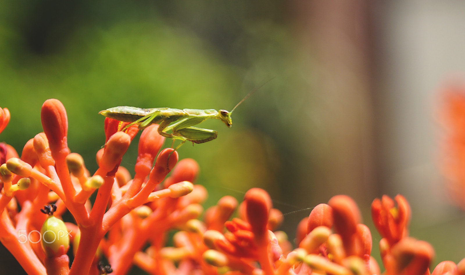Sony ILCA-77M2 + Sony DT 18-55mm F3.5-5.6 SAM sample photo. That little green fellow photography