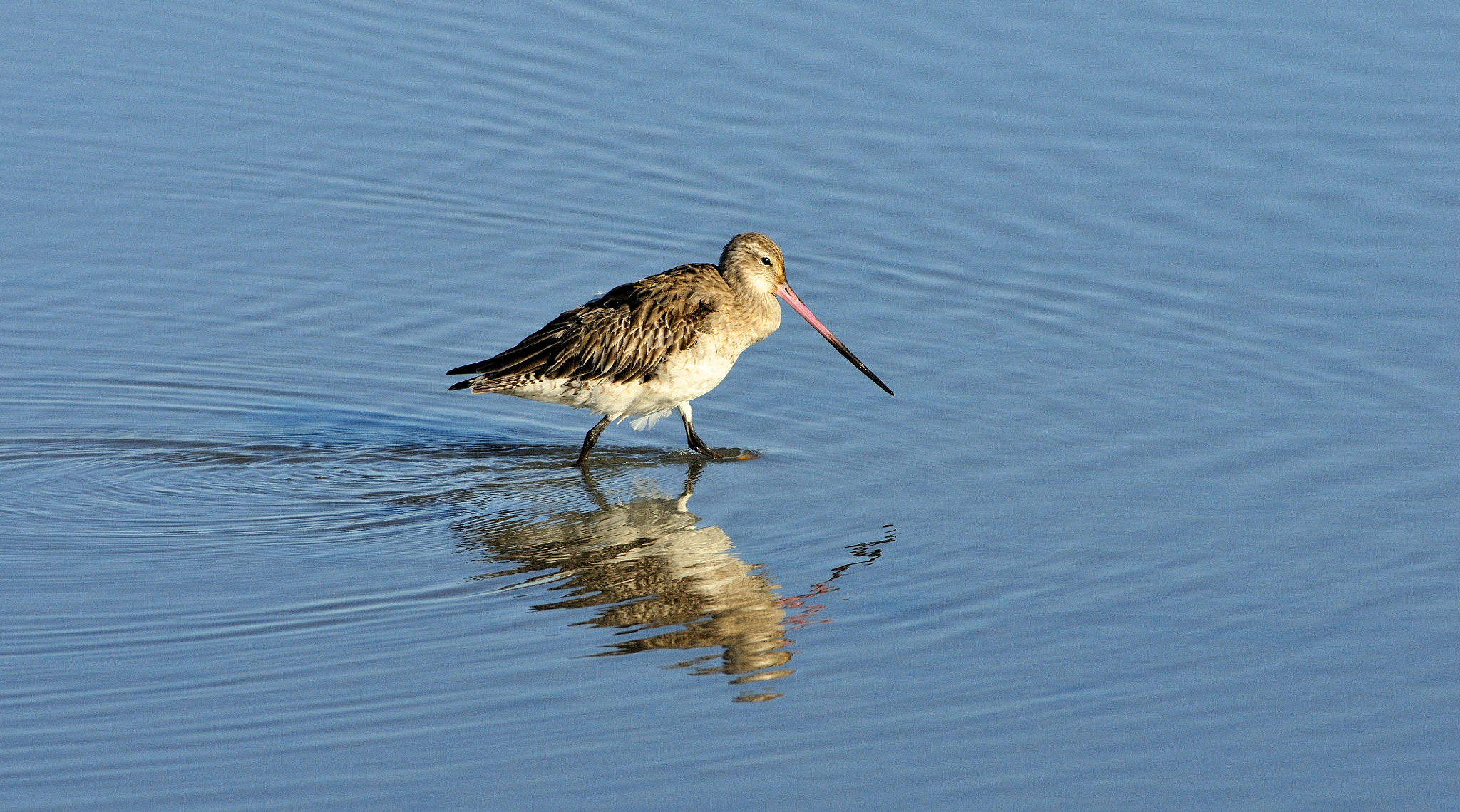 Nikon AF-S Nikkor 300mm F2.8G ED-IF VR sample photo. Godwit photography