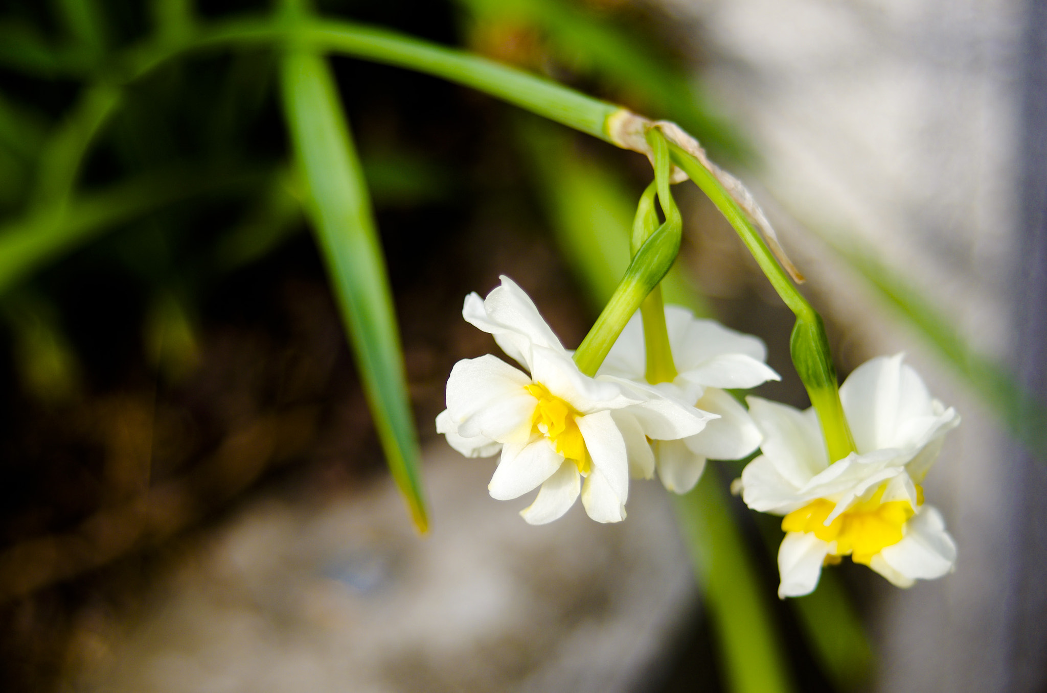 Pentax K-5 IIs sample photo. Blooming narcissus photography