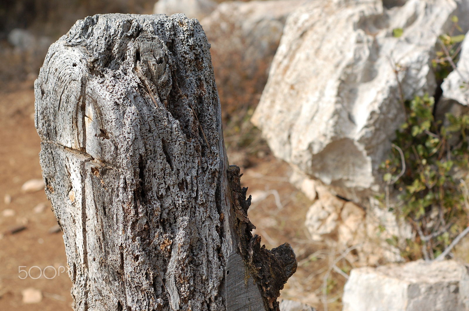 Nikon D50 + AF Nikkor 50mm f/1.8 sample photo. Tree bark photography