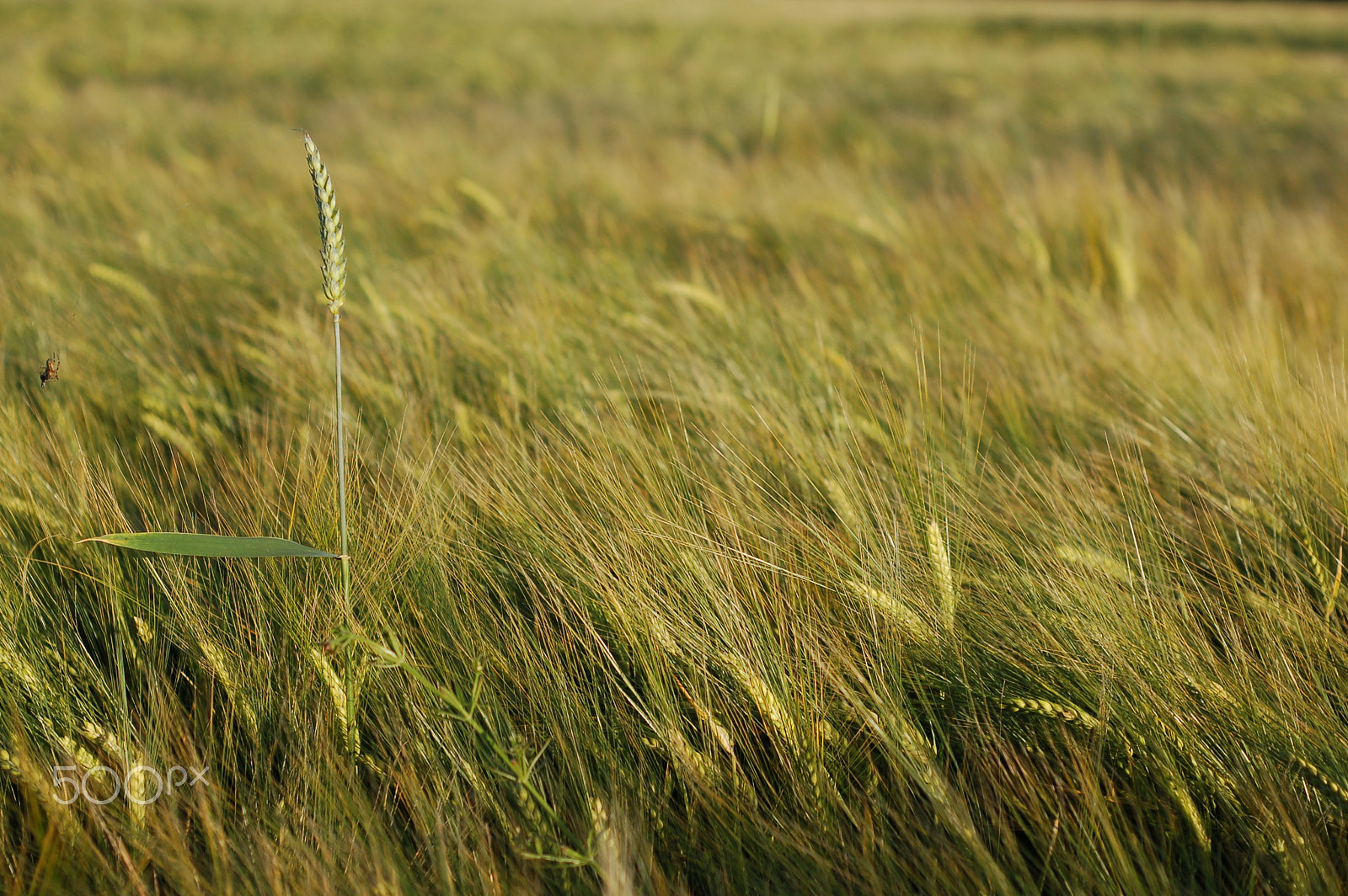 Nikon D50 + AF Nikkor 50mm f/1.8 sample photo. Celebrity (rye in barley field) photography