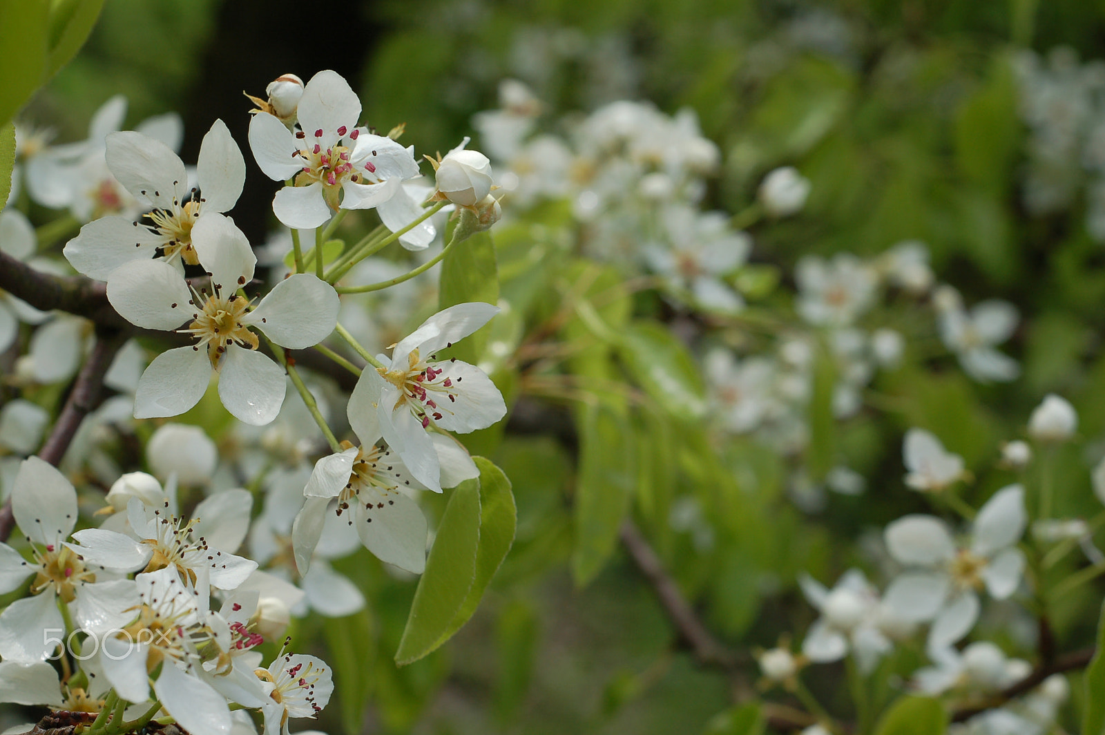 Nikon D50 + AF Nikkor 50mm f/1.8 sample photo. Blooming cherry-tree 1 photography