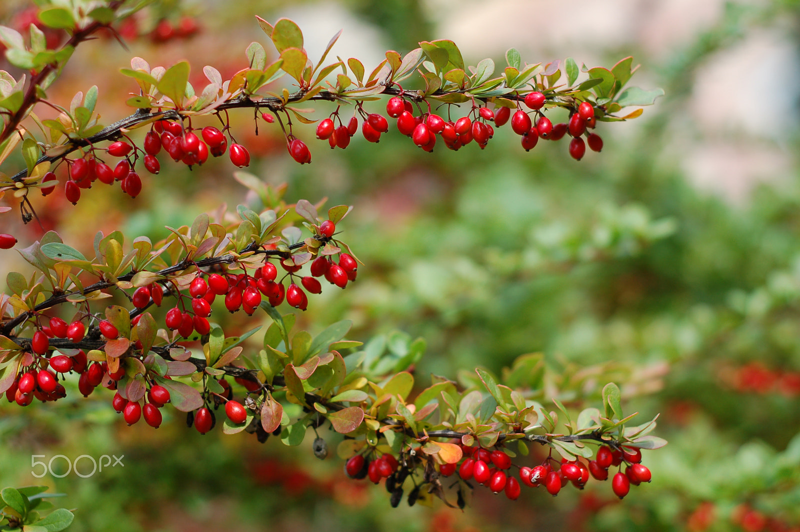 Nikon D50 + AF Nikkor 50mm f/1.8 sample photo. Berberis photography