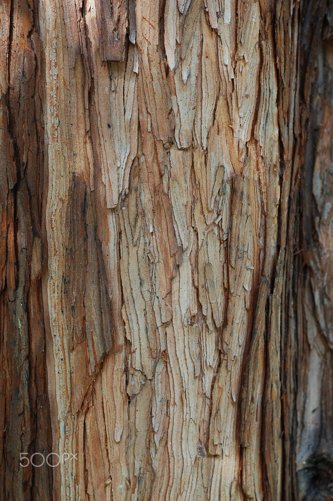 Nikon D50 + AF Nikkor 50mm f/1.8 sample photo. Tree bark photography