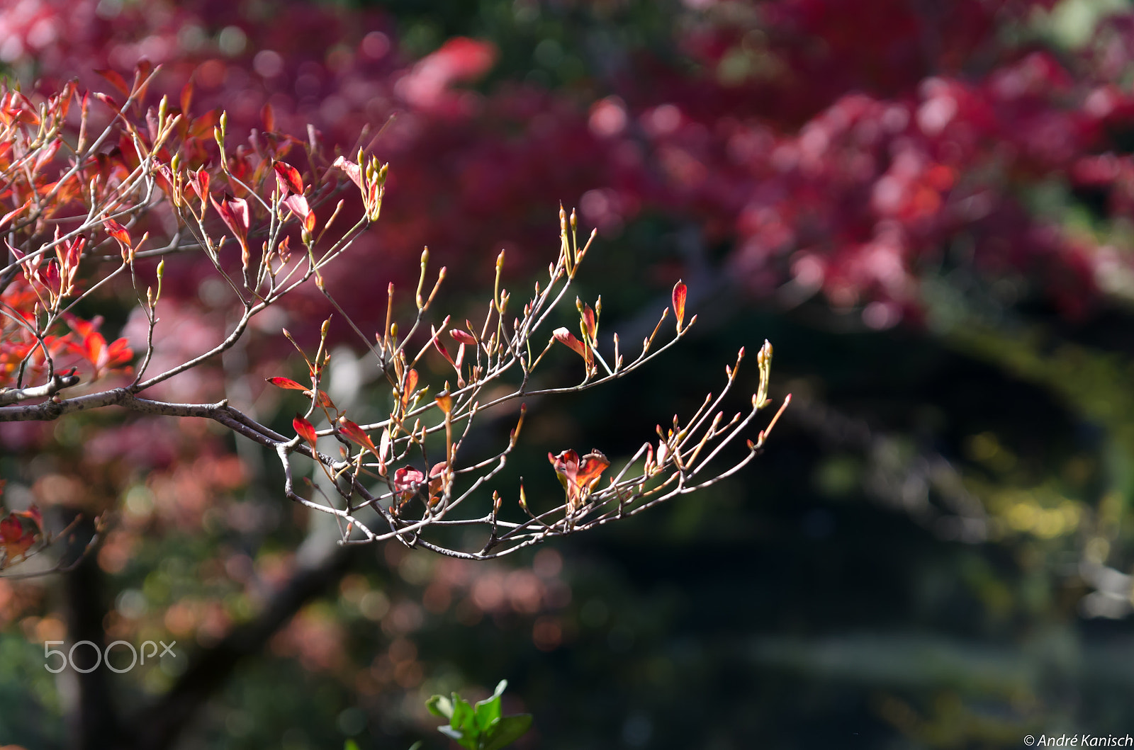 Sigma 17-70mm F2.8-4.5 DC Macro Asp. IF sample photo. Aco photography