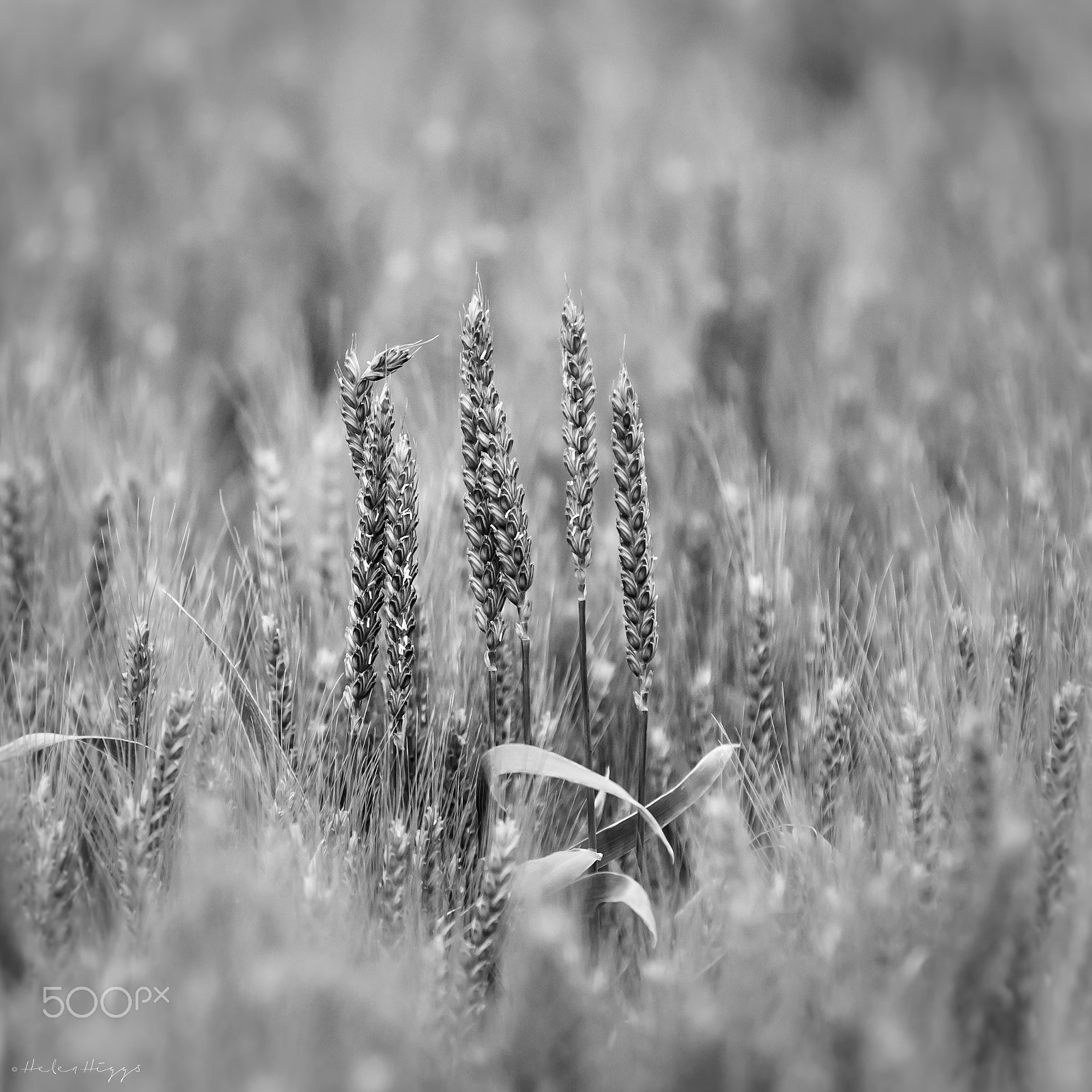 Canon EF 70-200mm F2.8L IS II USM sample photo. Outstanding in their field photography