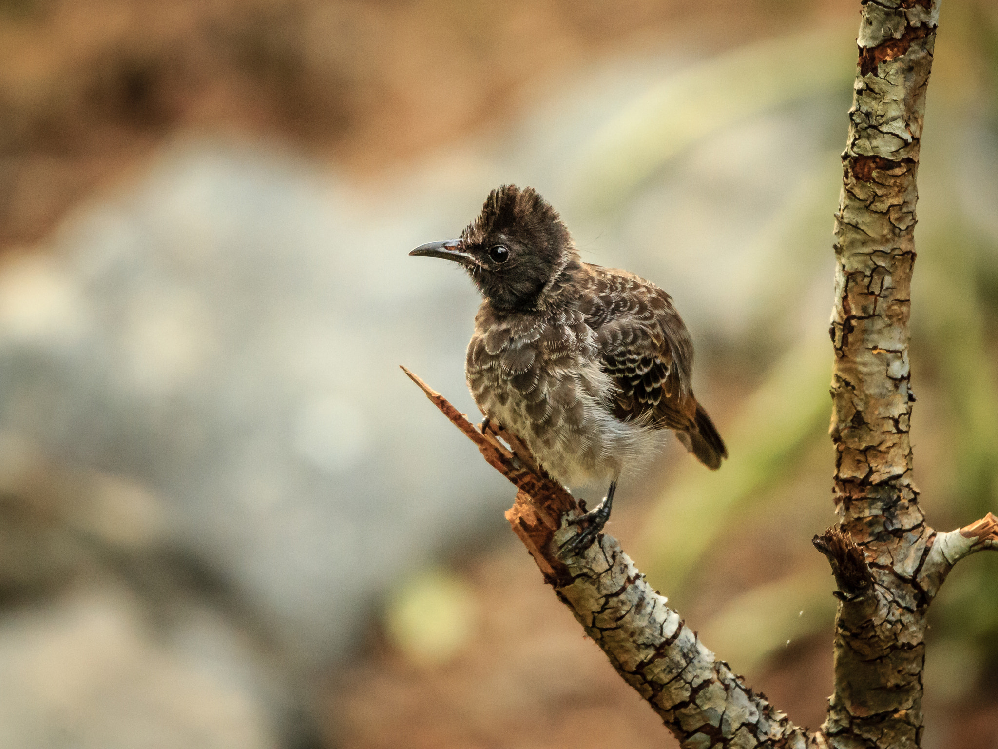 Tamron SP 150-600mm F5-6.3 Di VC USD sample photo. Red vented bulbul photography
