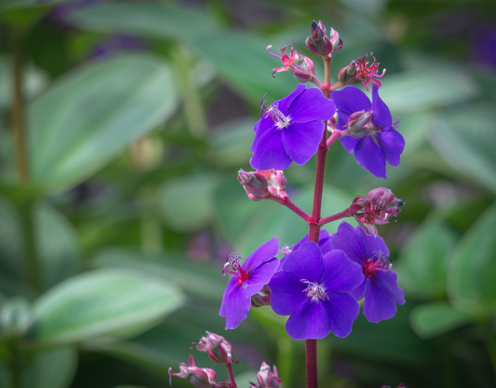 Sony Alpha NEX-F3 + Sony E 55-210mm F4.5-6.3 OSS sample photo. Violeta canaria  (2016p365/47) photography