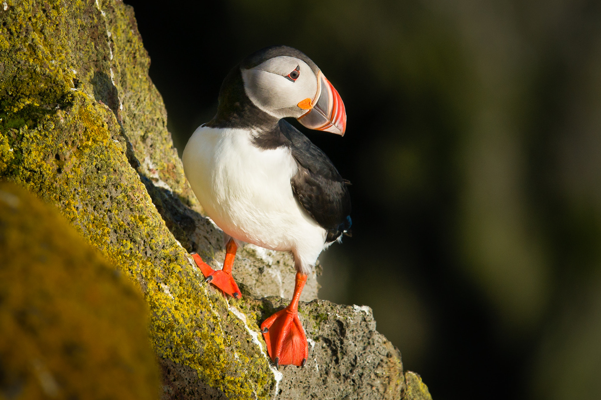 Sony a99 II + 300mm F2.8 G sample photo. Puffin on the rock photography