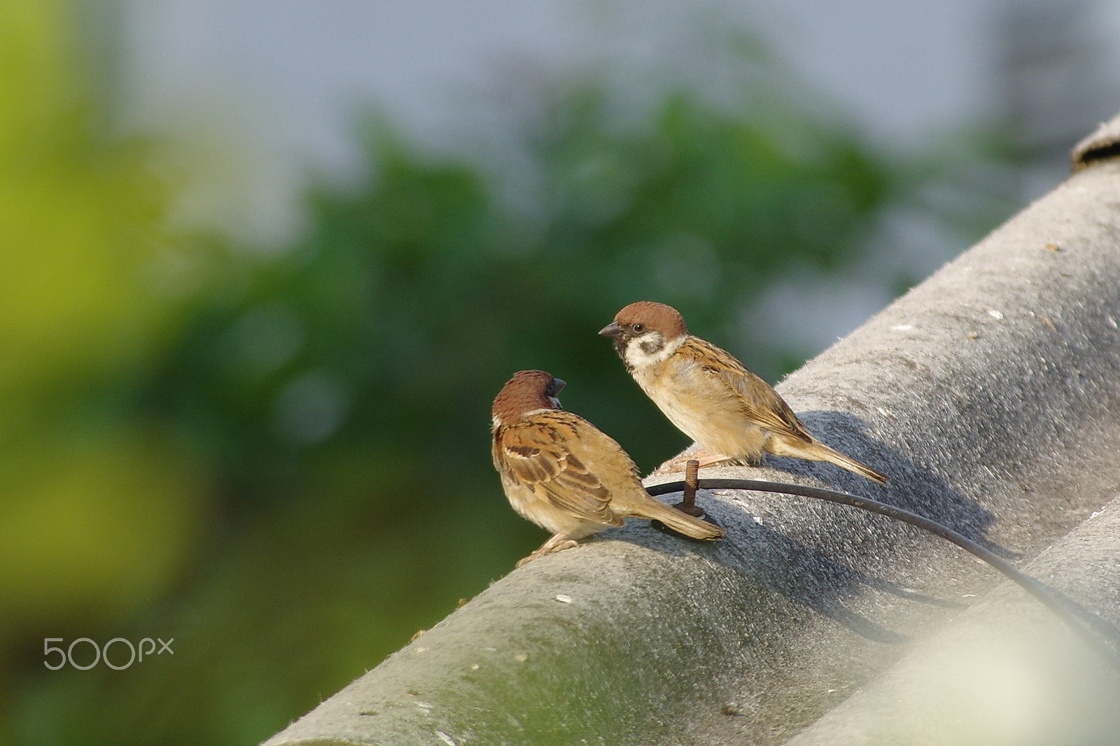 Pentax smc DA* 60-250mm F4.0 ED (IF) SDM sample photo. Talking birds photography