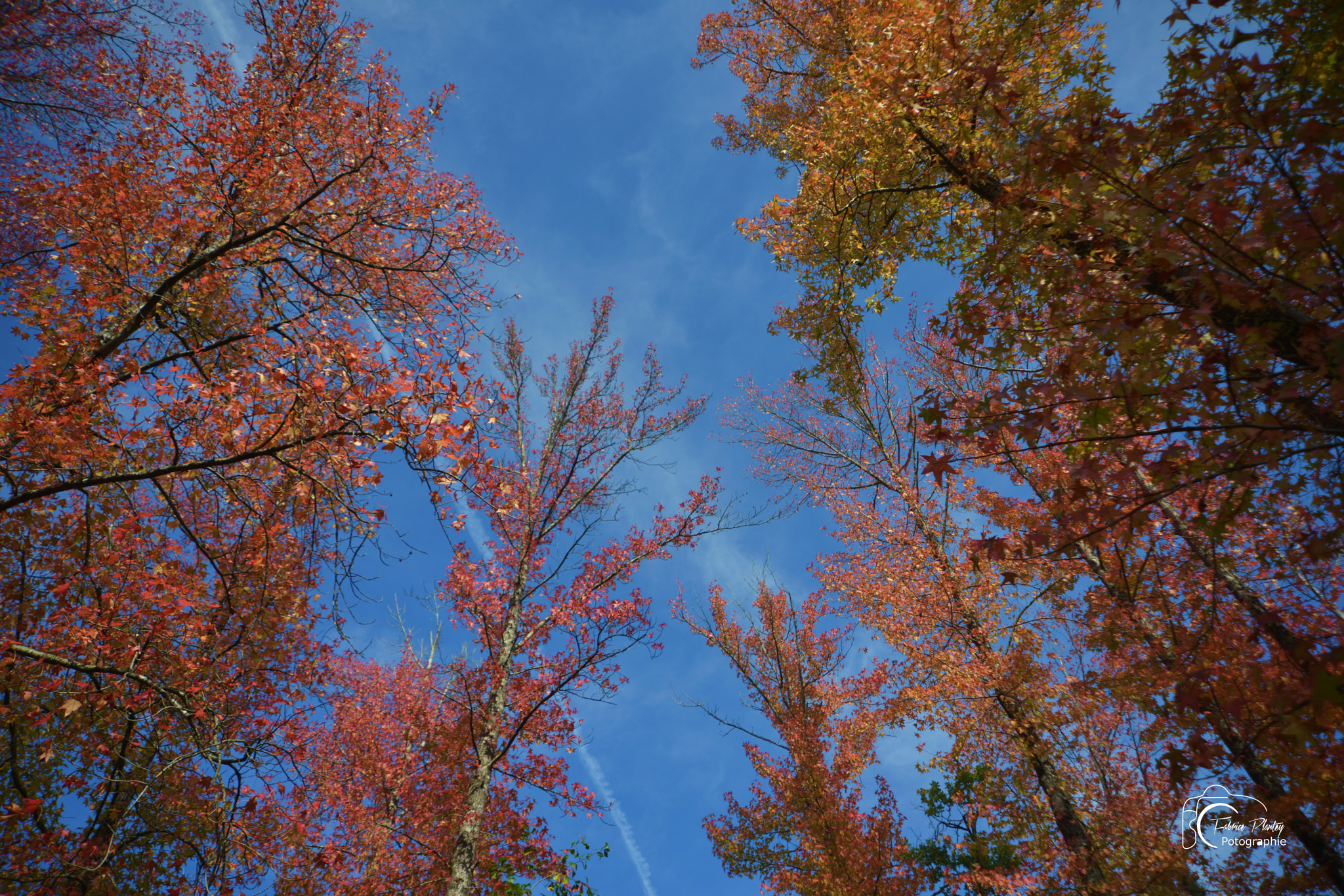 Nikon D800 + AF Zoom-Nikkor 24-120mm f/3.5-5.6D IF sample photo. Les arbres et le ciel photography