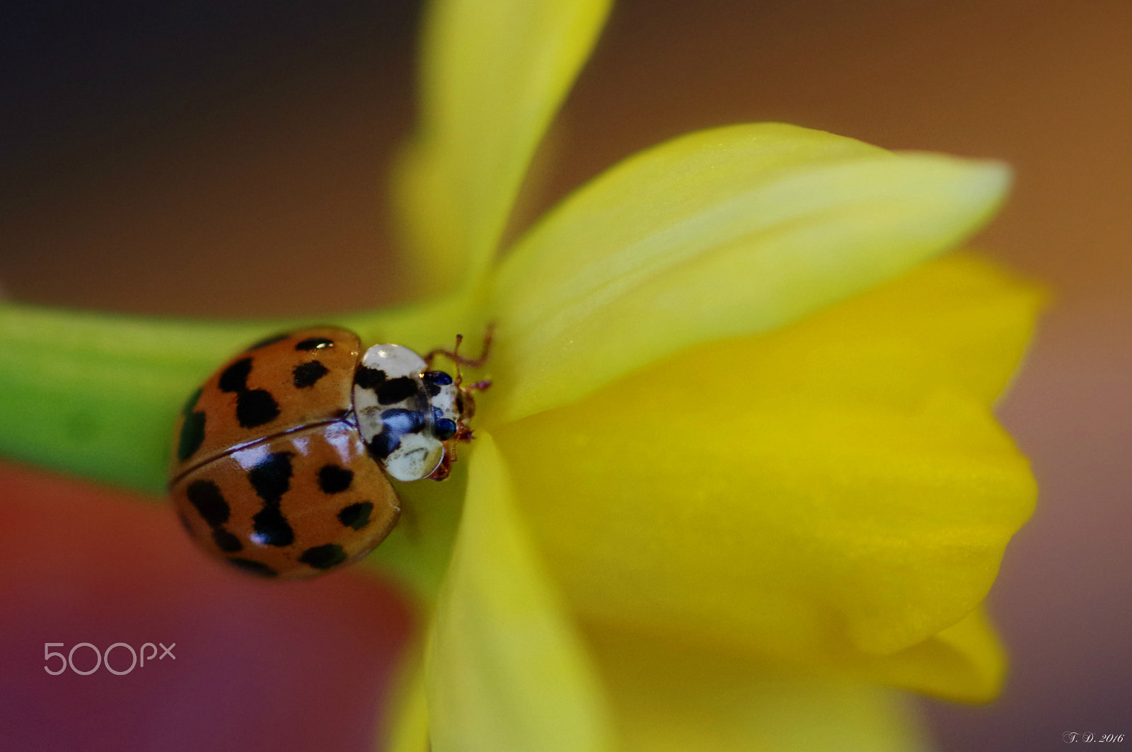 Pentax smc D-FA 100mm F2.8 macro sample photo. Springfeeling photography