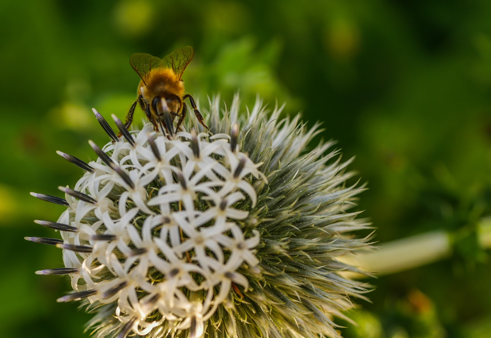 Panasonic Lumix DMC-G7 + Panasonic Lumix G Macro 30mm F2.8 ASPH Mega OIS sample photo. Bee photography